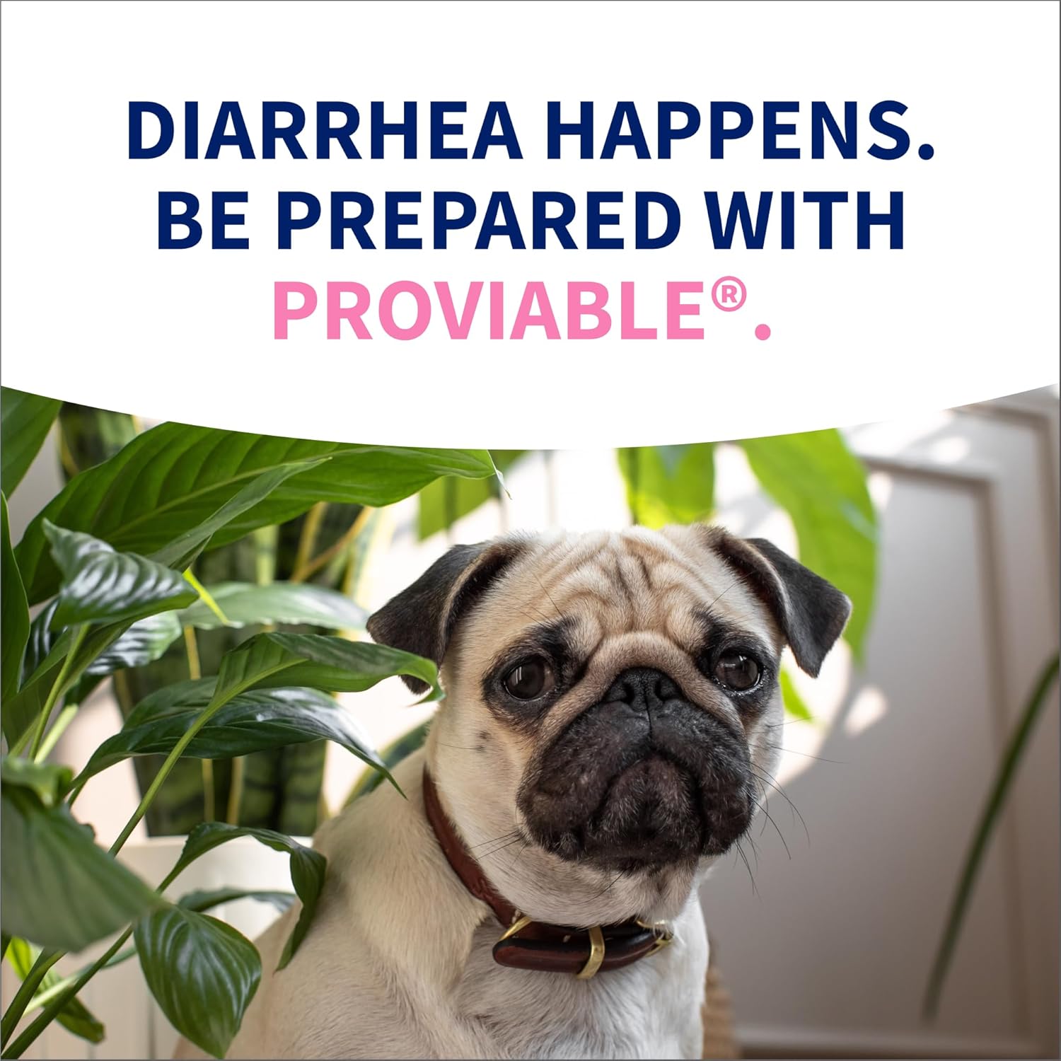 Nutramax Laboratories Proviable Digestive Health Supplement Kit for Medium to Large Dogs - Probiotics and Prebiotics, 7 Strains, 30 mL Paste, 10 Capsules