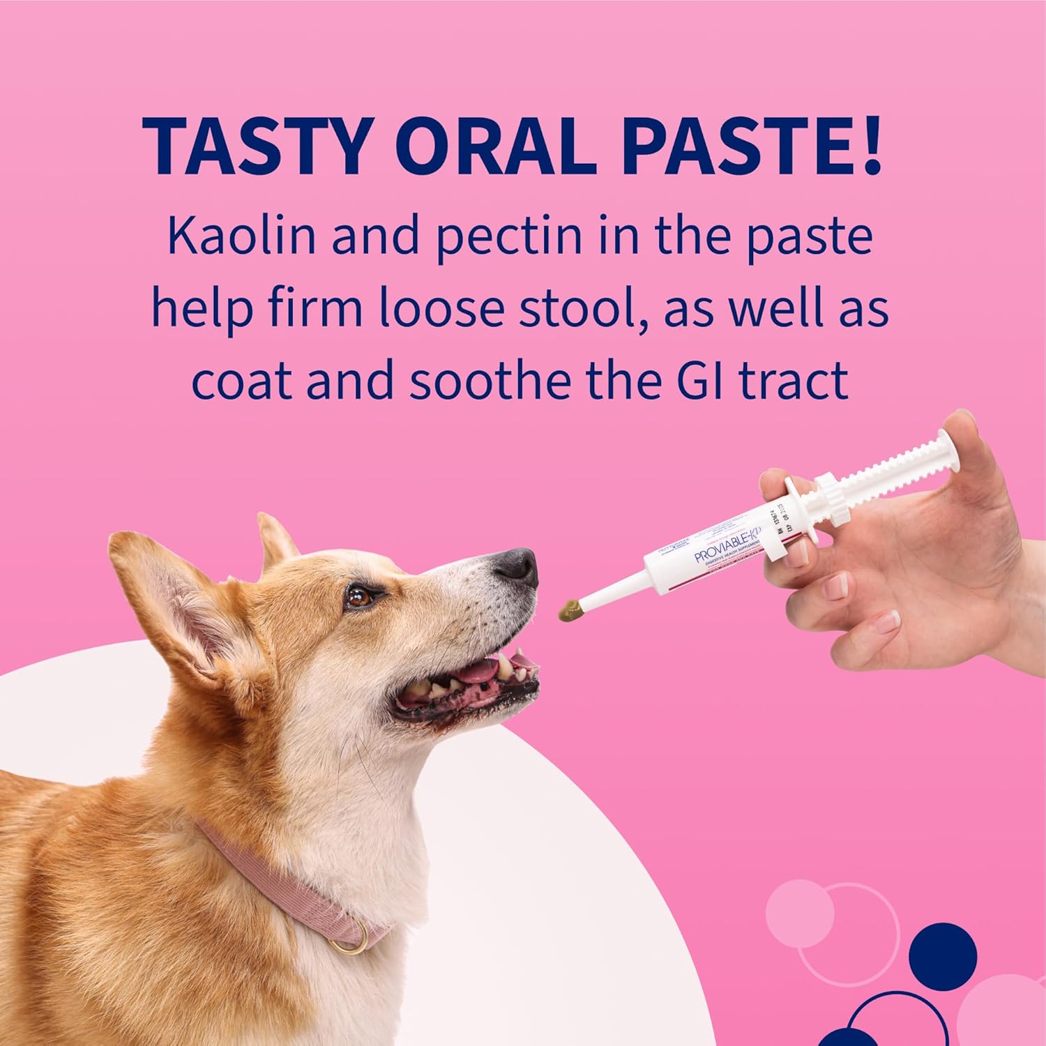 Nutramax Laboratories Proviable Digestive Health Supplement Kit for Medium to Large Dogs - Probiotics and Prebiotics, 7 Strains, 30 mL Paste, 10 Capsules