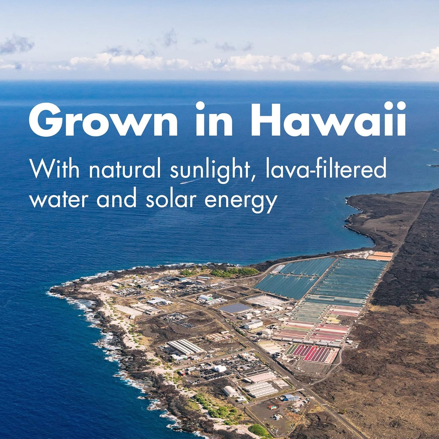 Nutrex Hawaii Pure Hawaiian Spirulina 500mg Tablets - Vegan Supplement for Immune System, Heart Health, and Energy Boost - 800 Count