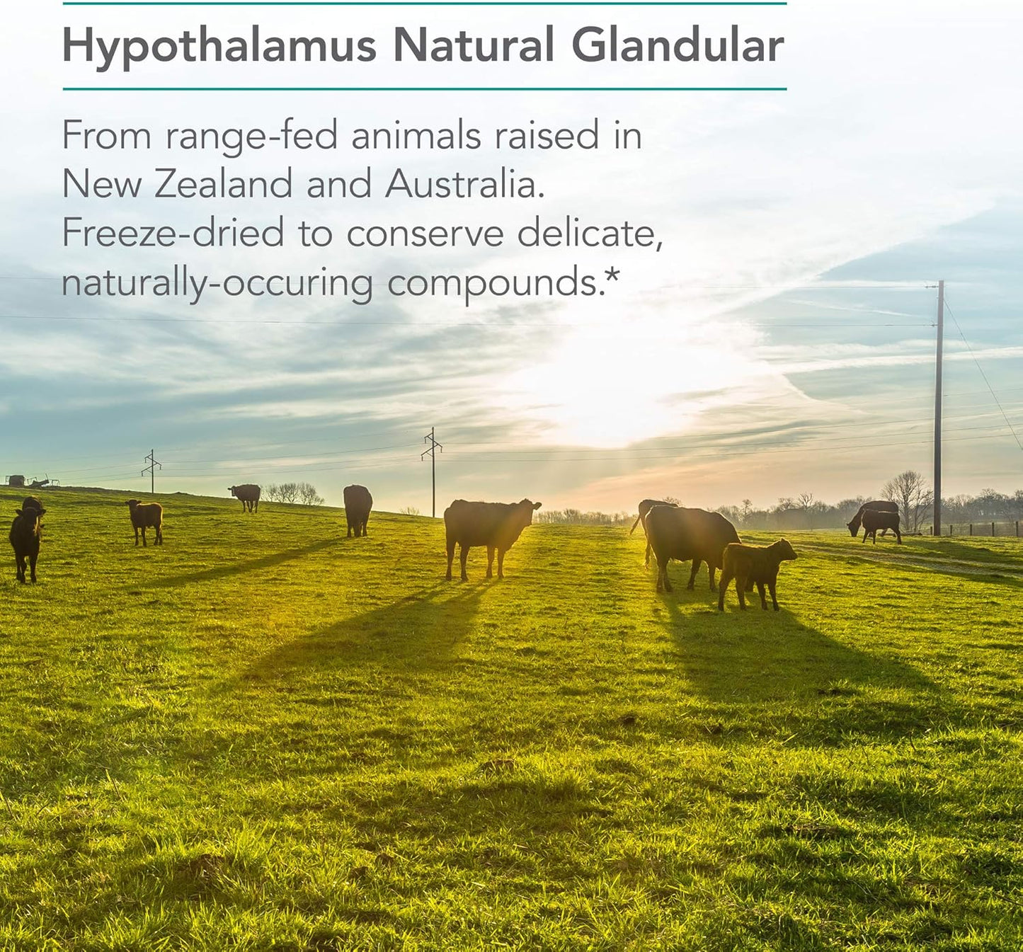 Nutricology Hypothalamus Supplement 500mg - Endocrine Support for Adrenal Health - Bovine Glandular Vegicaps (100 Count)