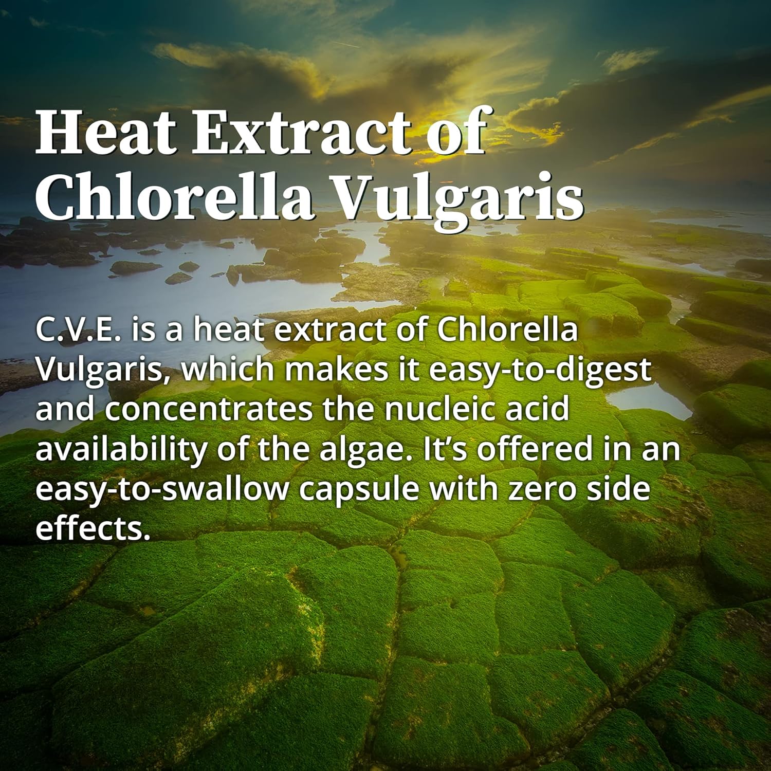 Nutrient-Dense Chlorella Vulgaris Extract Capsules for Metabolism, Detox & Immunity - Packed with Proteins, Vitamins, Minerals & Amino Acids - 60 Capsules