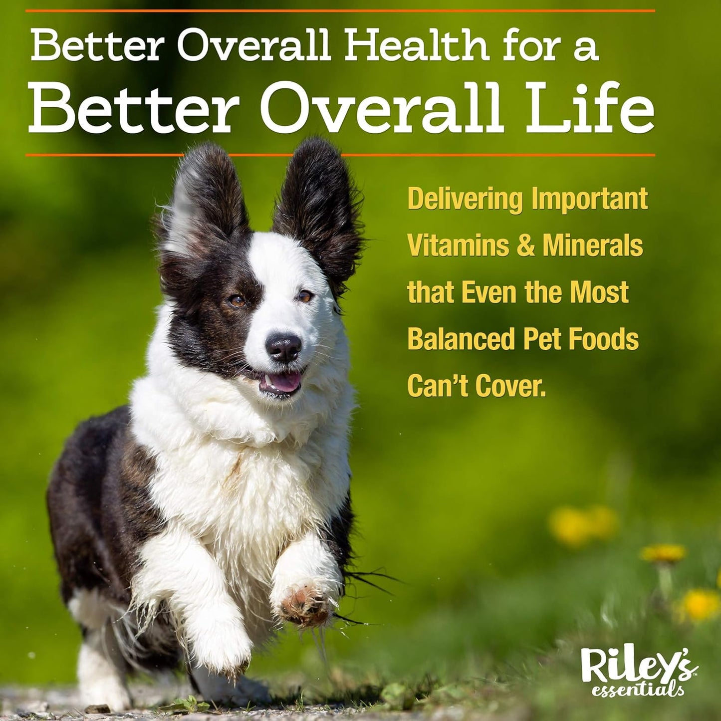 Nutritional Support Powder for Dogs with Vitamins, Minerals, Spirulina, Kelp, and Milk Thistle - Puppy and Senior Dog Multivitamin - 8oz