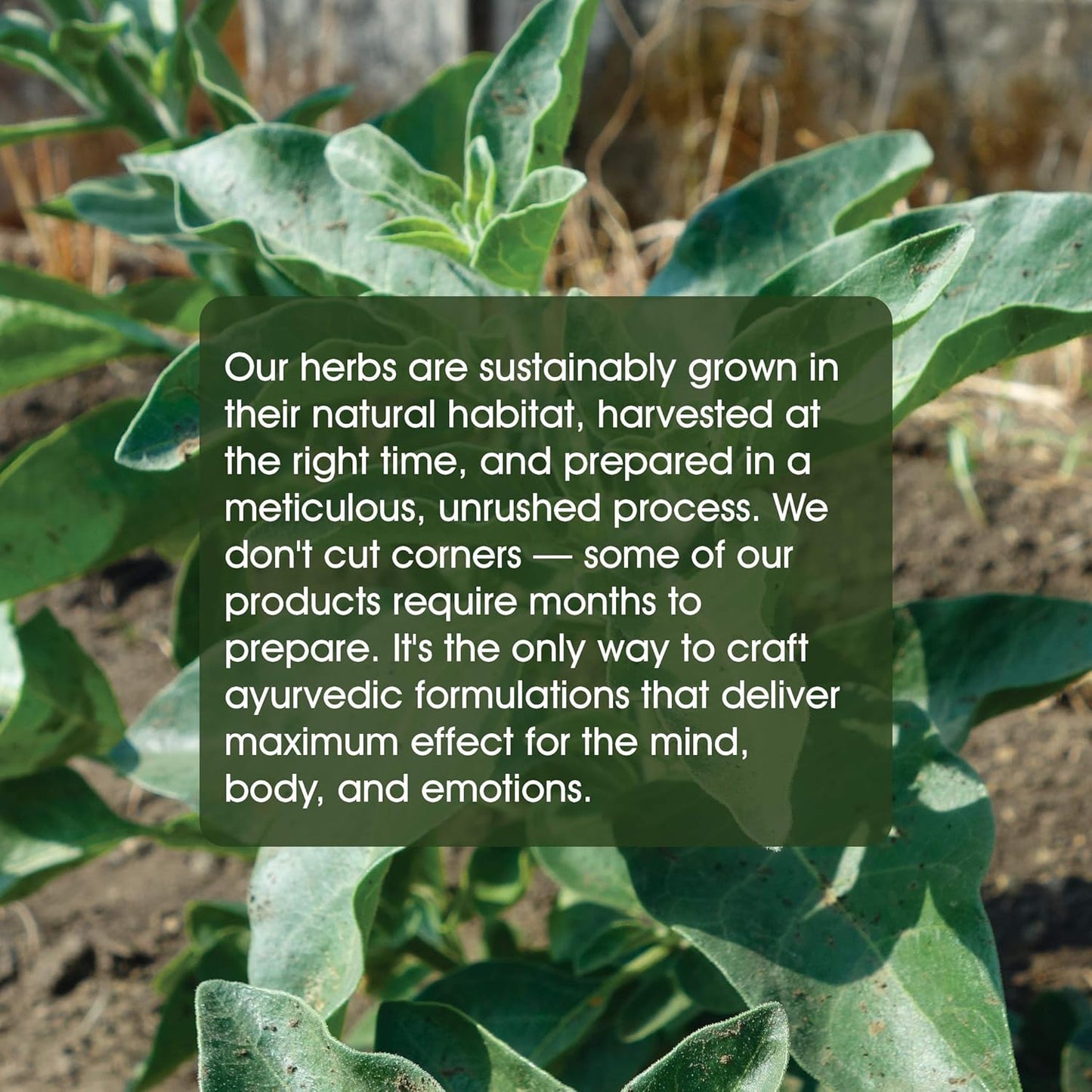 Organic Ashwagandha Herbal Tablets for Stress Management - 60 Count, 500mg | Boosts Stamina & Energy - Maharishi Ayurveda