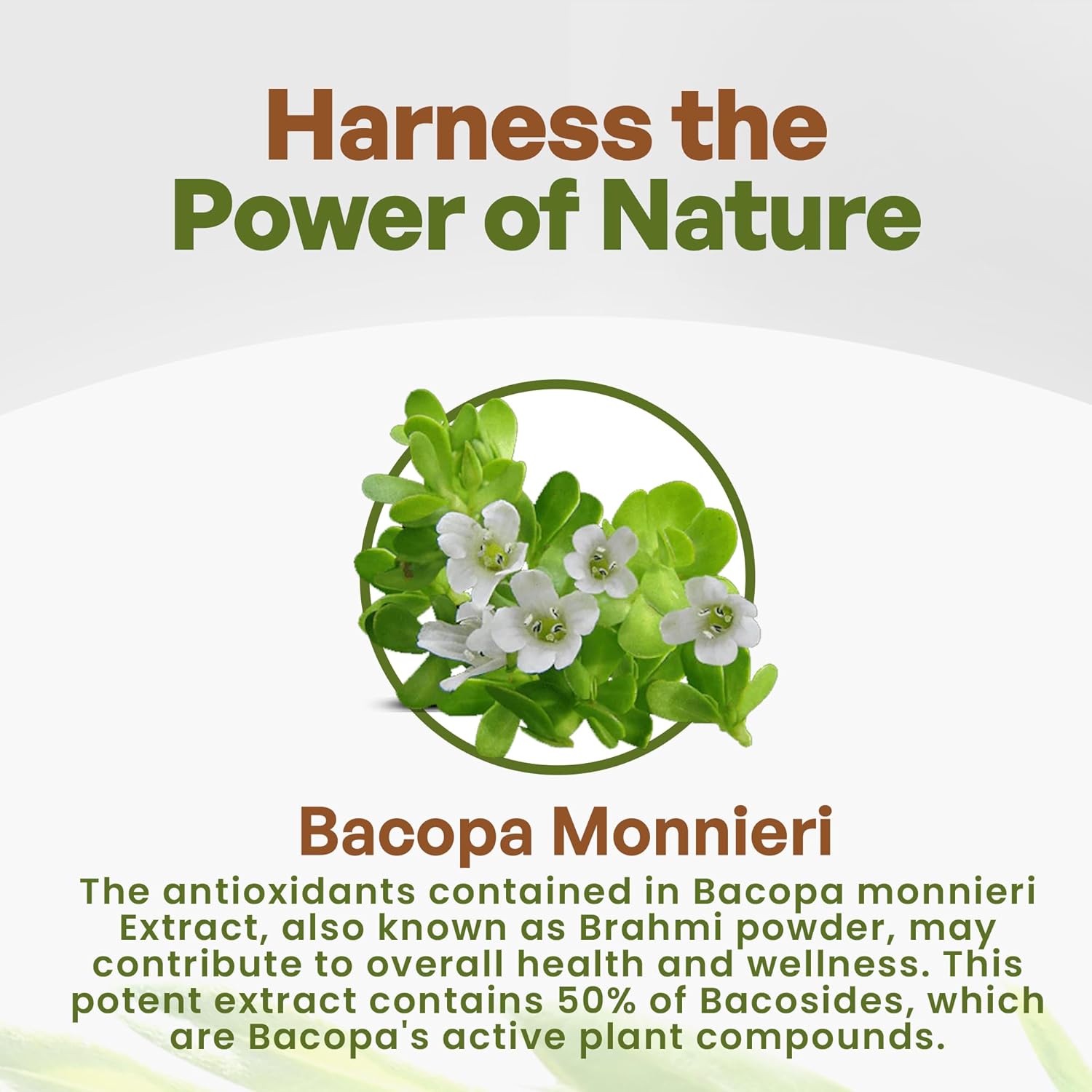Organic Bacopa Monnieri Extract Powder - 50% Bacosides - Herbal Brahmi Supplement (4 oz.) by Go Nutra