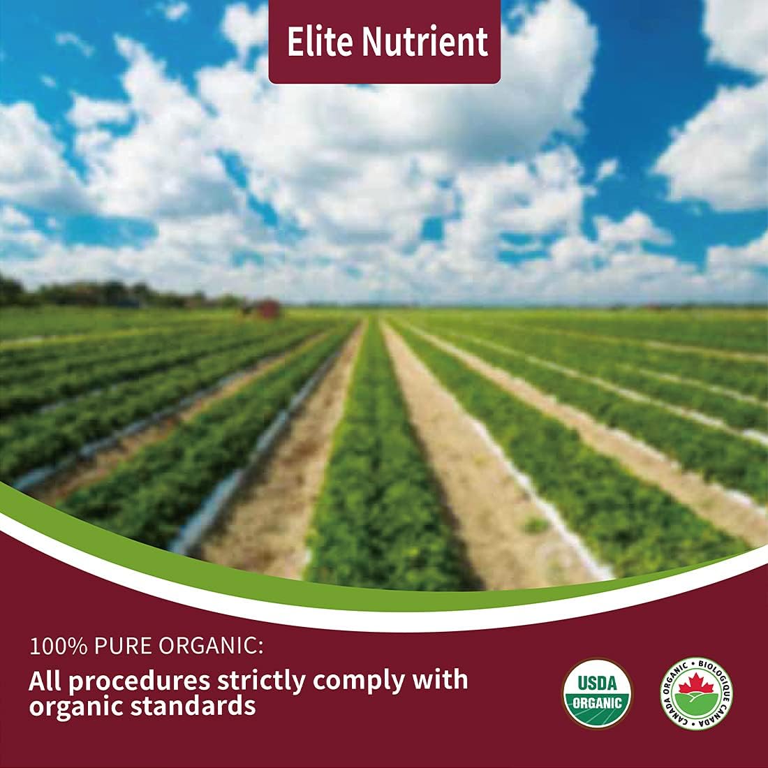 Organic Beet Root Powder - Non-GMO, Gluten Free, Vegan Superfood - Nitric Oxide Booster for Stamina & Performance