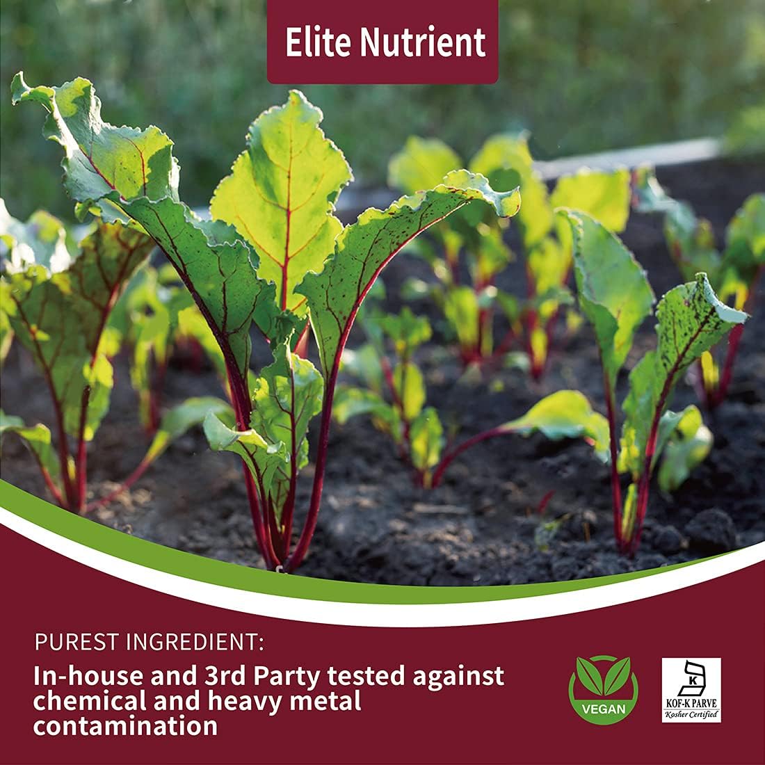 Organic Beet Root Powder - Non-GMO, Gluten Free, Vegan Superfood - Nitric Oxide Booster for Stamina & Performance