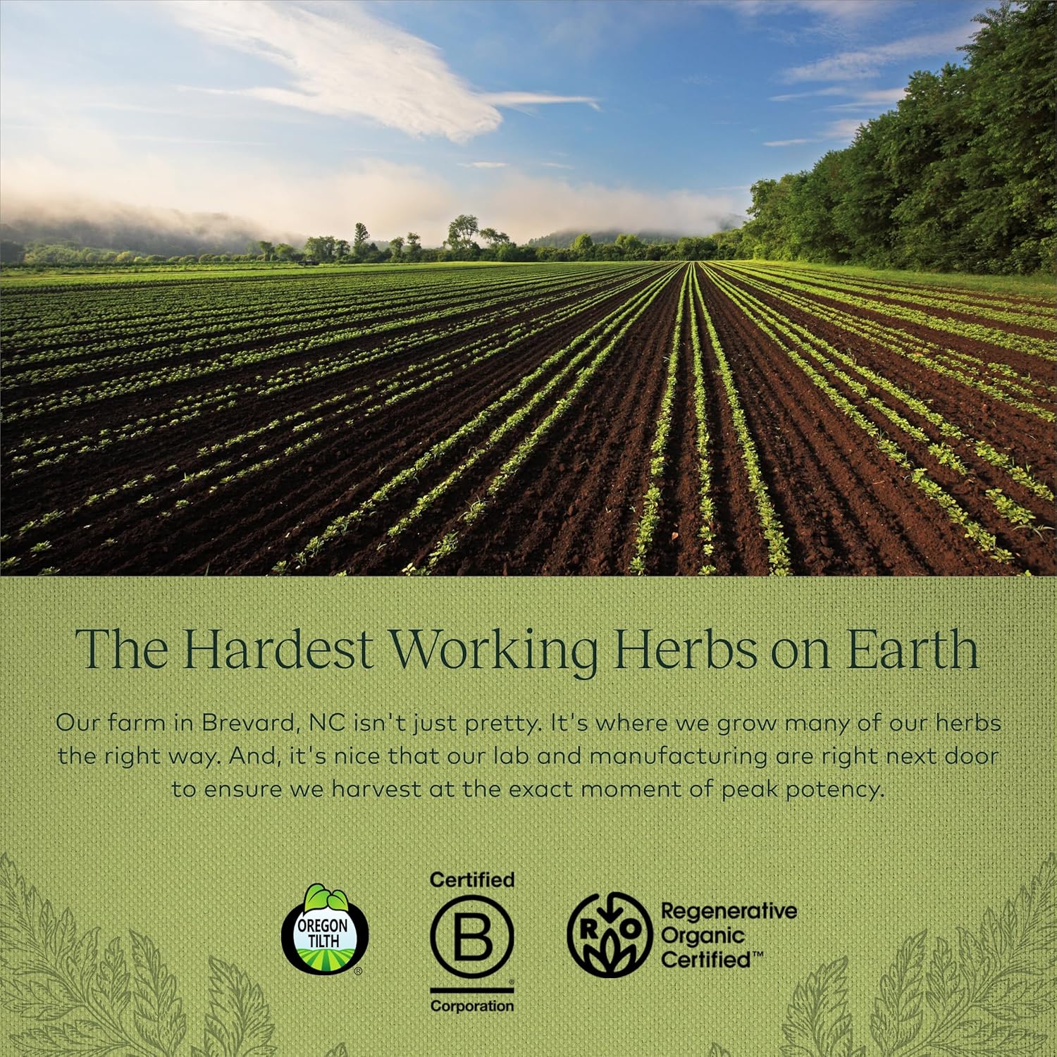 Organic Black Cohosh Menopause Support Supplement - Hormone Balance for Women - 60 Vegan Capsules