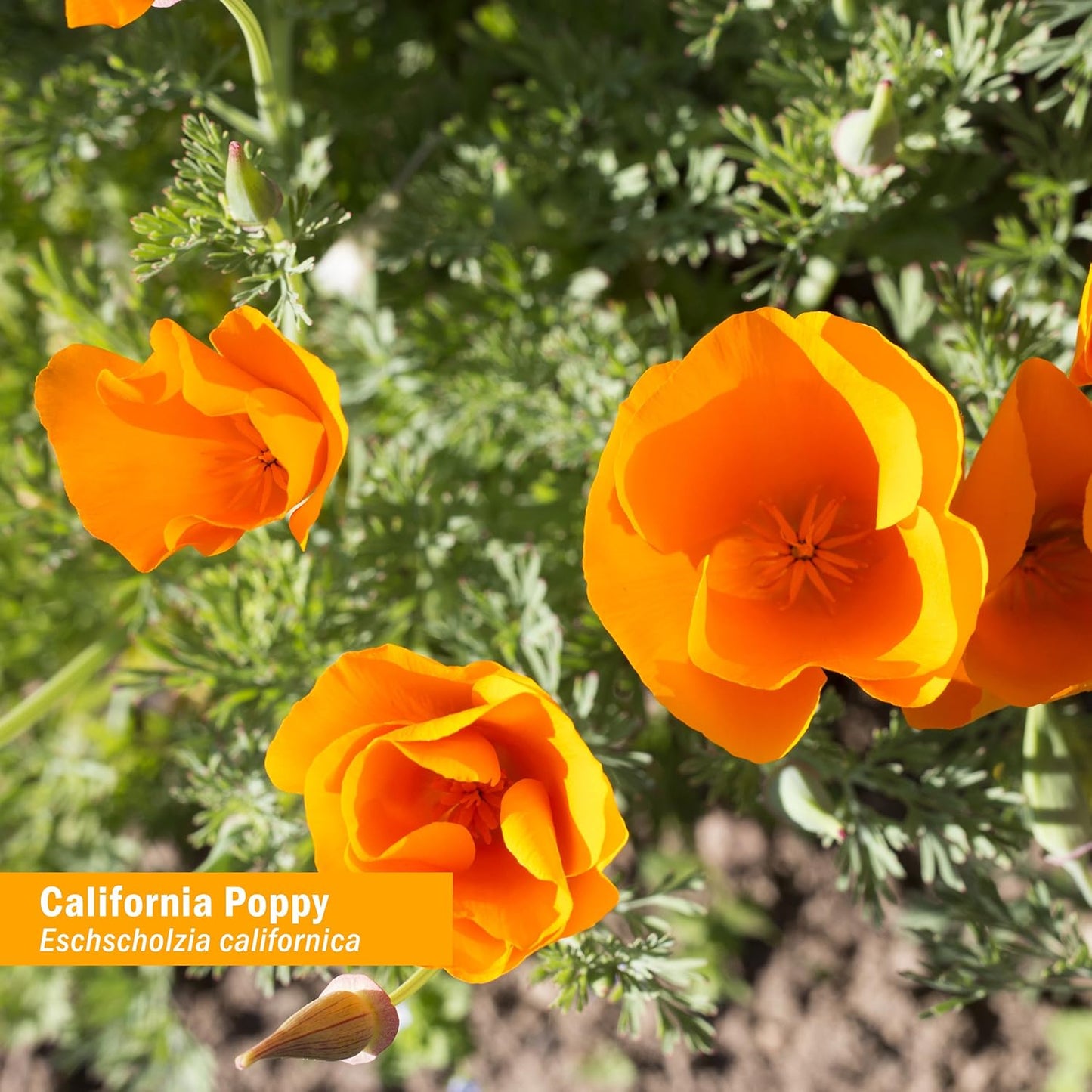 Organic California Poppy Liquid Extract for Calming Nervous System - 4 oz - Herb Pharm