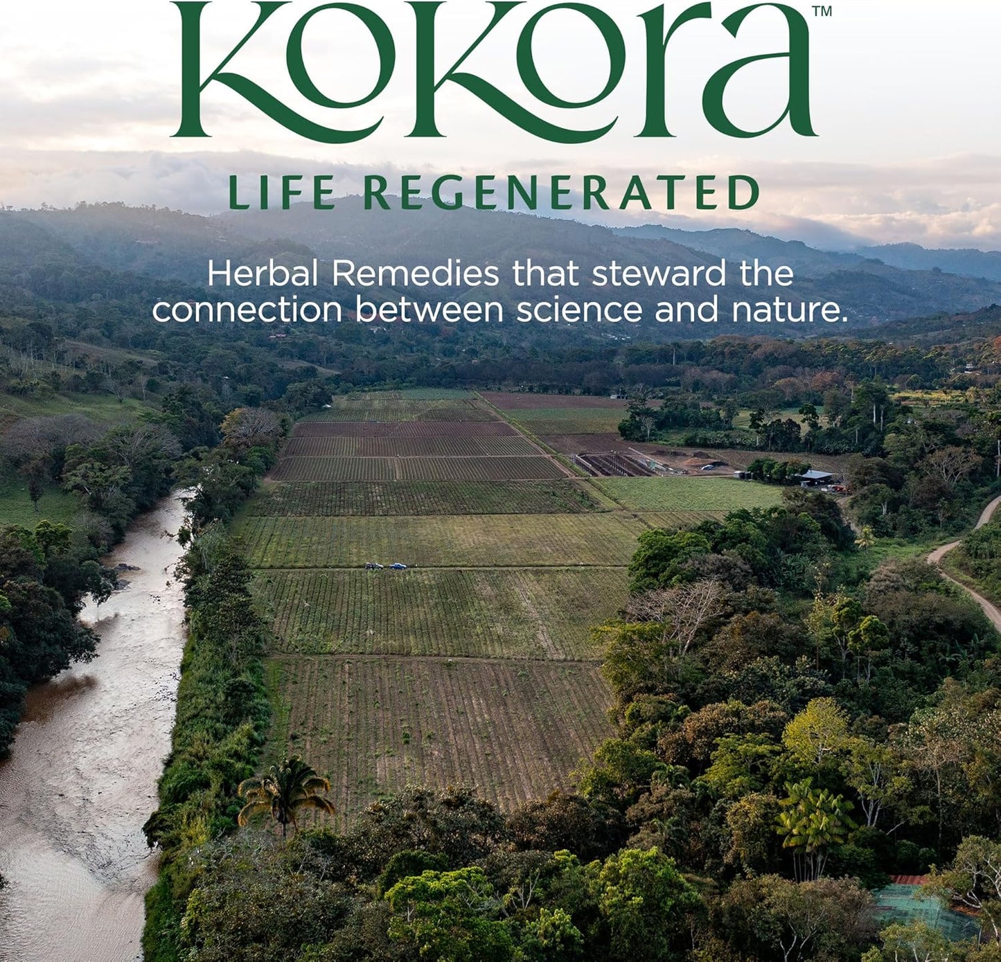 Organic Certified 7 Mushroom Mocha Blend with Turkey Tail, Reishi, Lion's Mane, Shitake, Maitake, Chaga & Cordyceps