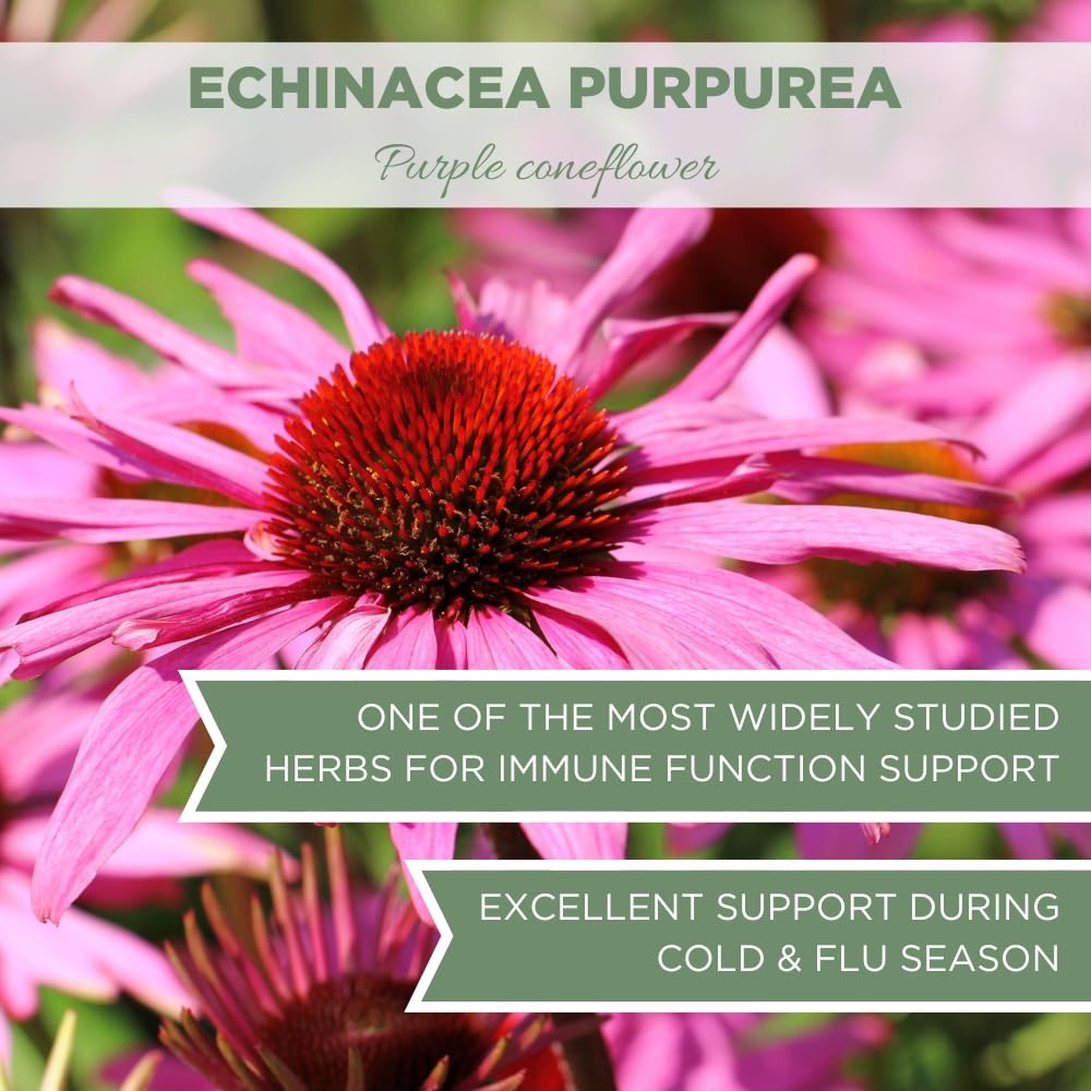 Organic Echinacea Purpurea Tea - USDA Certified 4 oz. (113g) - Premium Quality Herb Cut & Sifted - Purple Coneflower by Elanen Naturals
