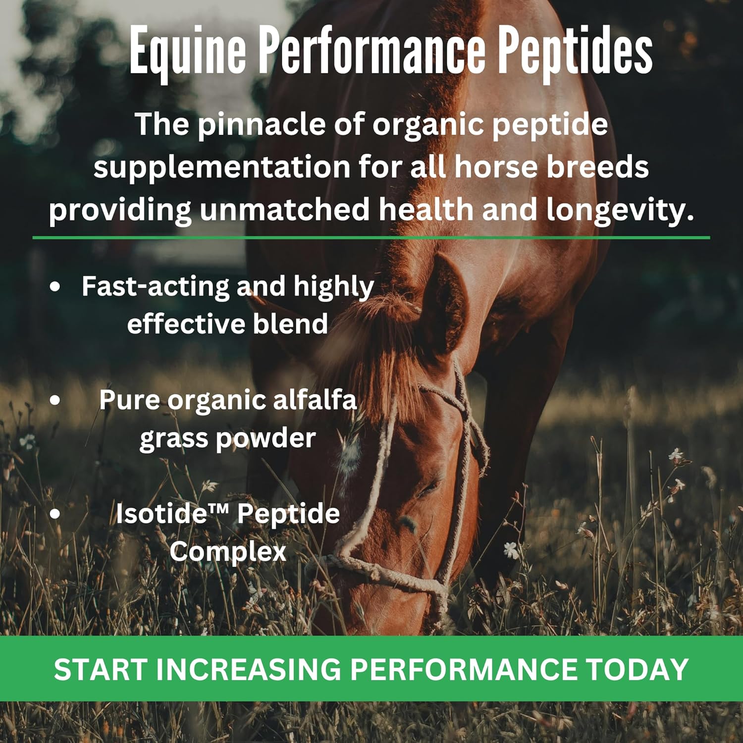 Organic Equine Performance Peptides for Hoof, Joint, Muscle Support & Weight Gain | Horse Feed Supplement | Babcock Ranch Approved
