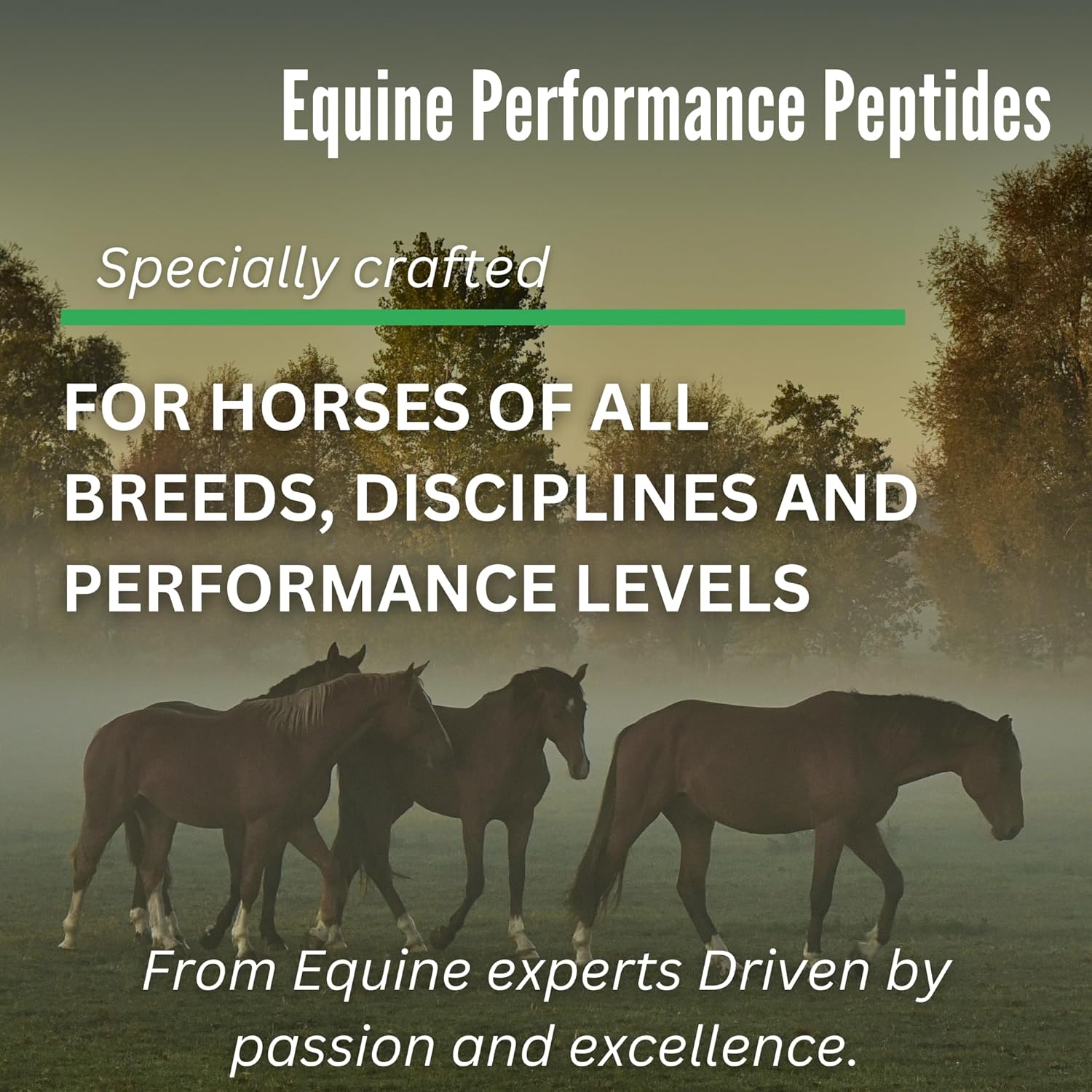 Organic Equine Performance Peptides for Hoof, Joint, Muscle Support & Weight Gain | Horse Feed Supplement | Babcock Ranch Approved
