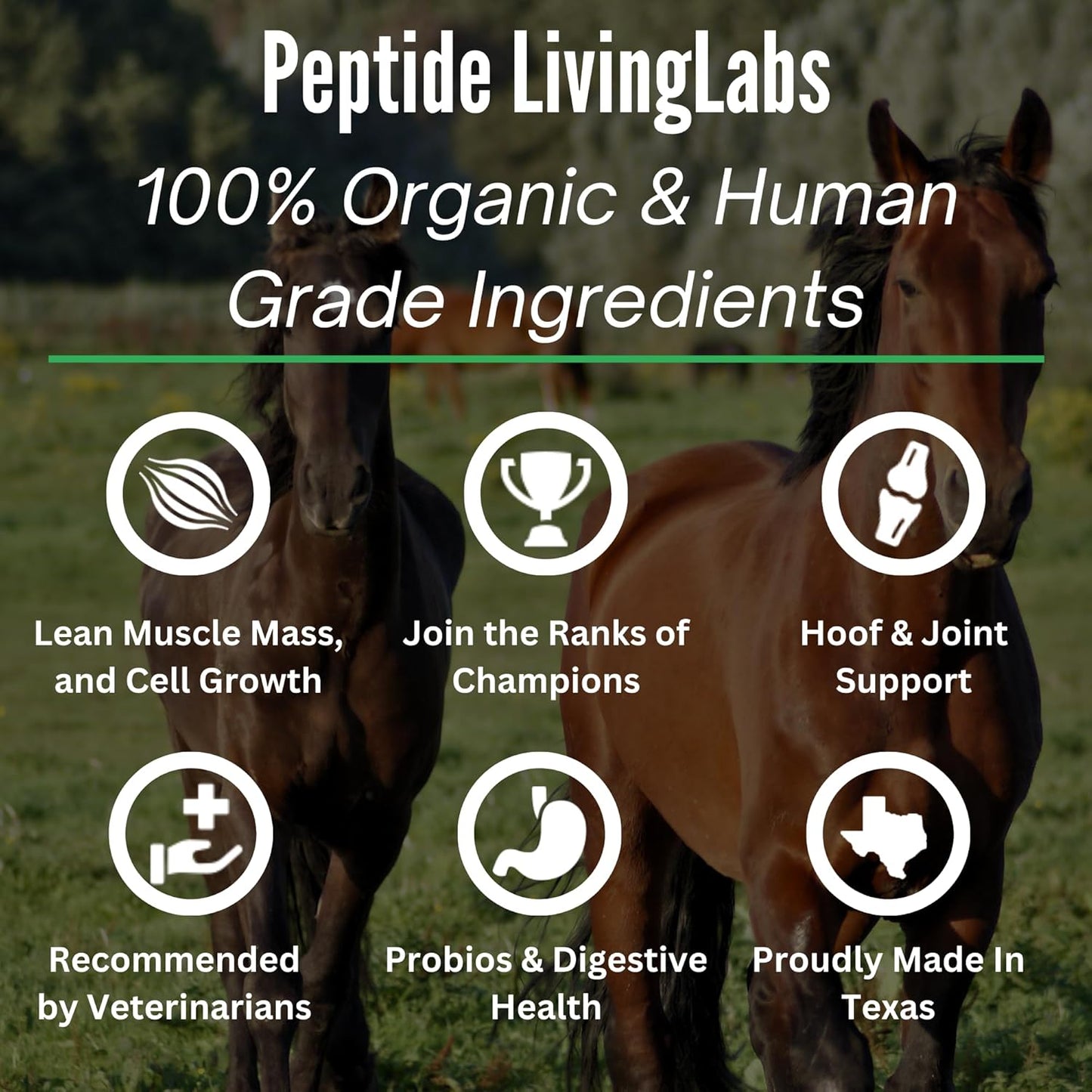 Organic Equine Performance Peptides for Hoof, Joint, Muscle Support & Weight Gain | Horse Feed Supplement | Babcock Ranch Approved