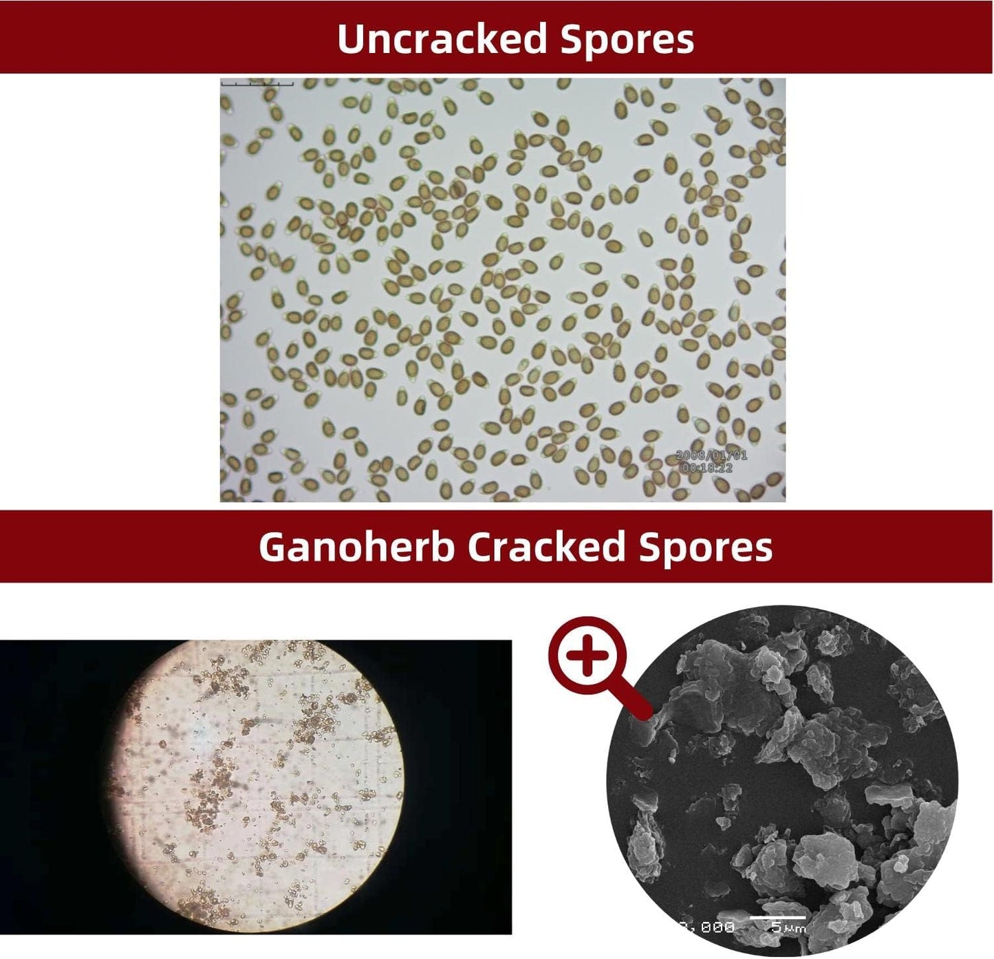 Organic GANOHERB Reishi Mushroom Capsules and Spore Oil for Immune Support