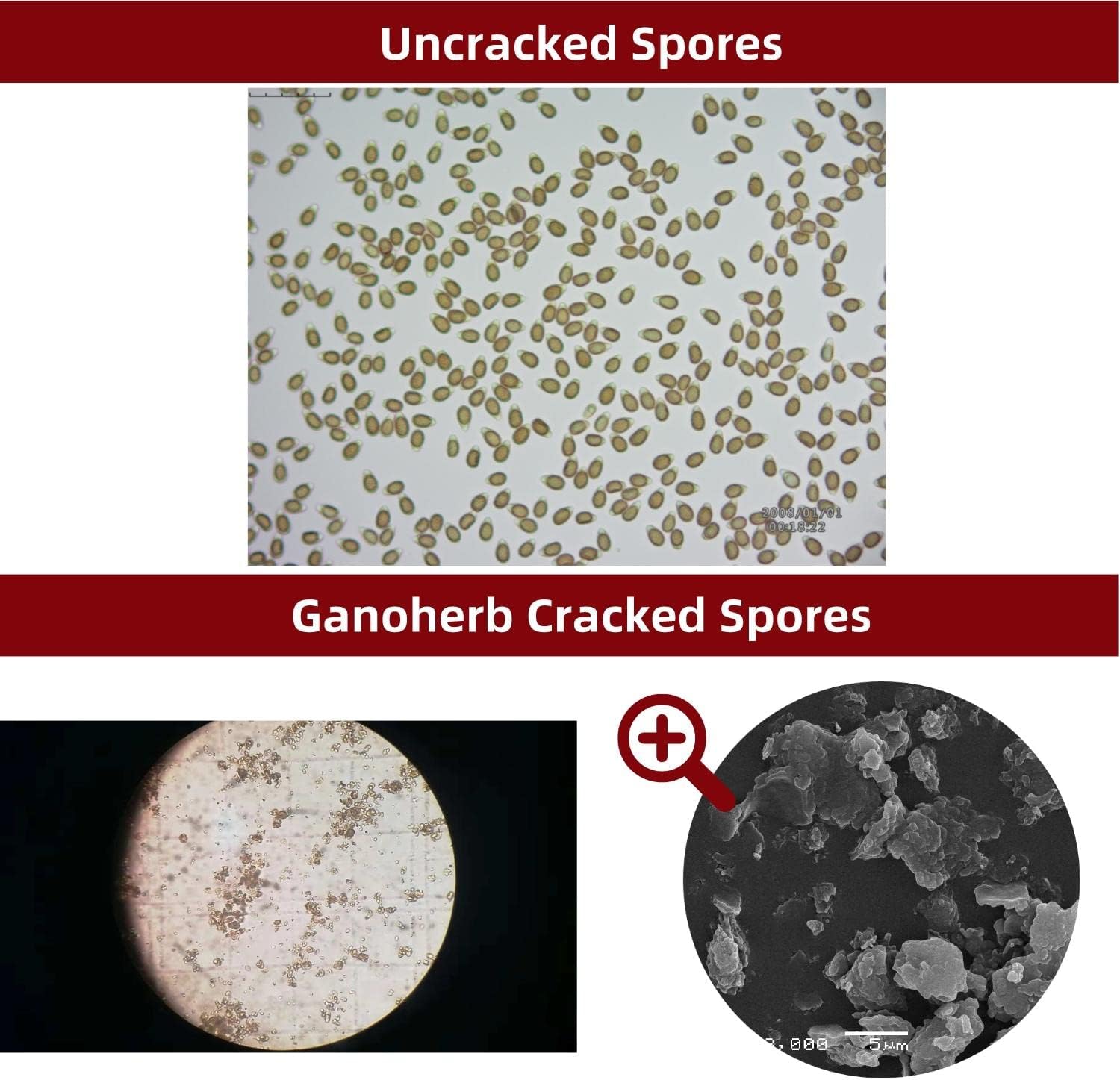 Organic GANOHERB Reishi Mushroom Capsules and Spore Oil for Immune Support