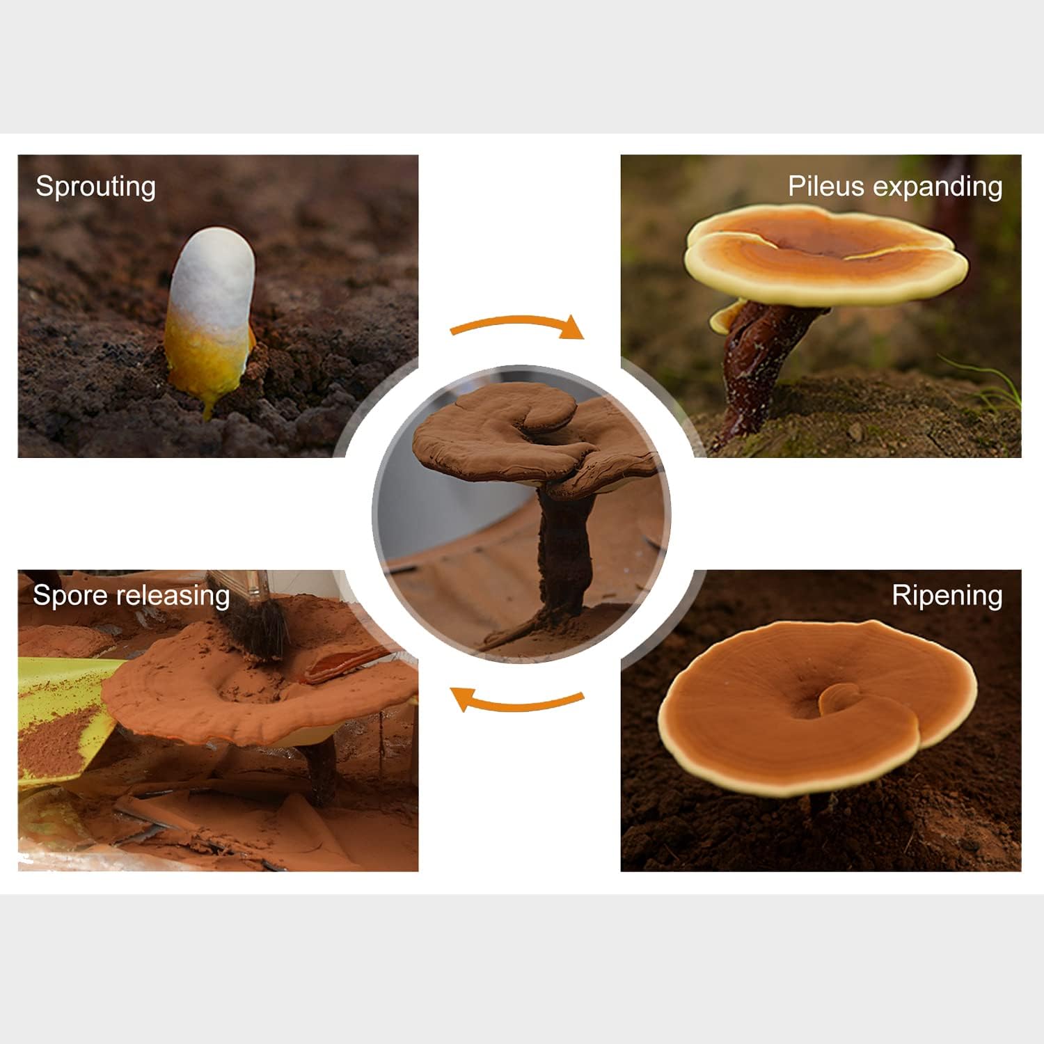 Organic GANOHERB Reishi Mushroom Capsules and Spore Oil for Immune Support