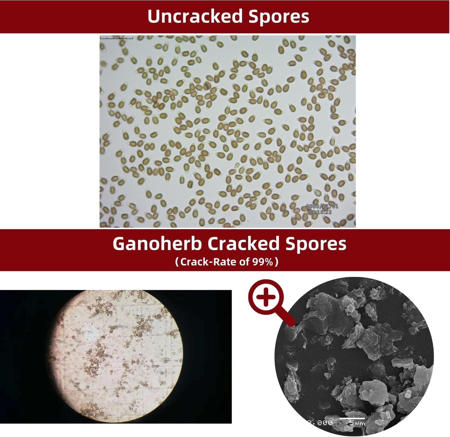 Organic GANOHERB Reishi Mushroom Capsules and Spore Oil for Immune Support