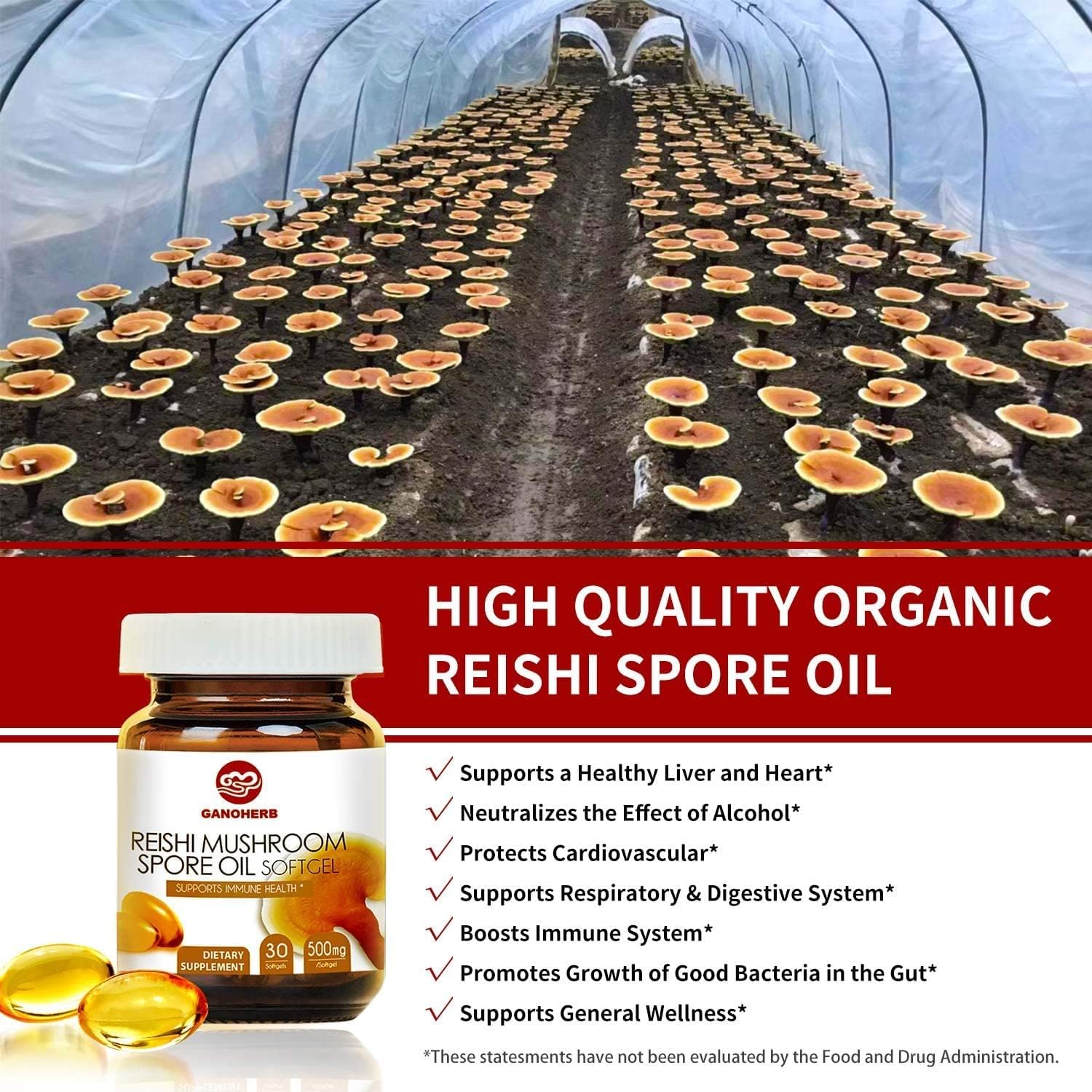 Organic GANOHERB Reishi Mushroom Capsules and Spore Oil for Immune Support