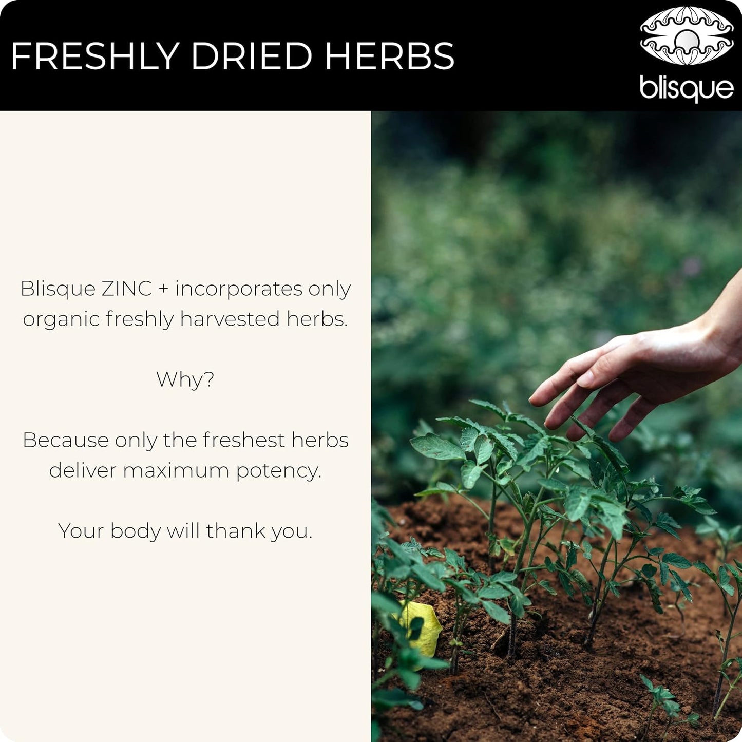 Organic Guava Leaf Zinc Supplement with Ashwagandha, Aloe Vera, Ginger, and Turmeric for Immune Support - 60g Powder (Vegan)