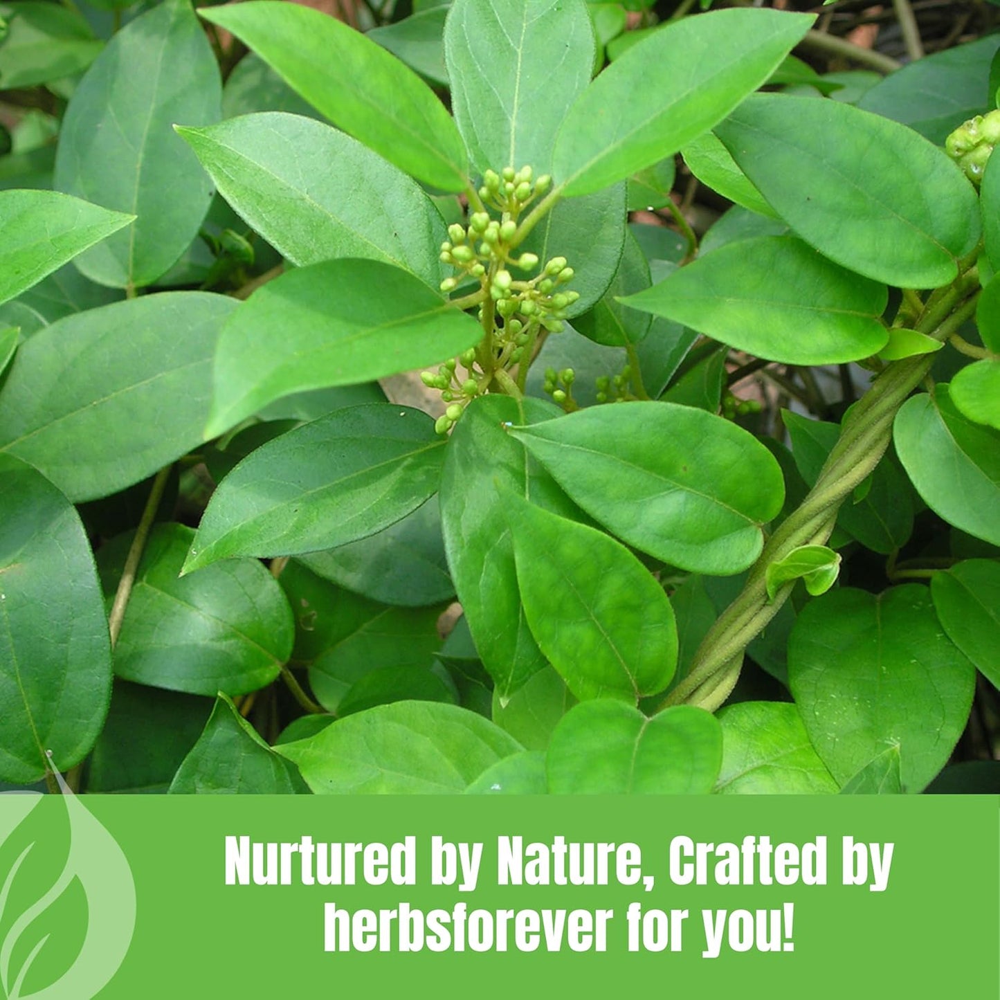 Organic Herbsforever Gymnema Sylvestre Powder 230g - Non-GMO, Vegan Support for Healthy Blood Sugar Levels