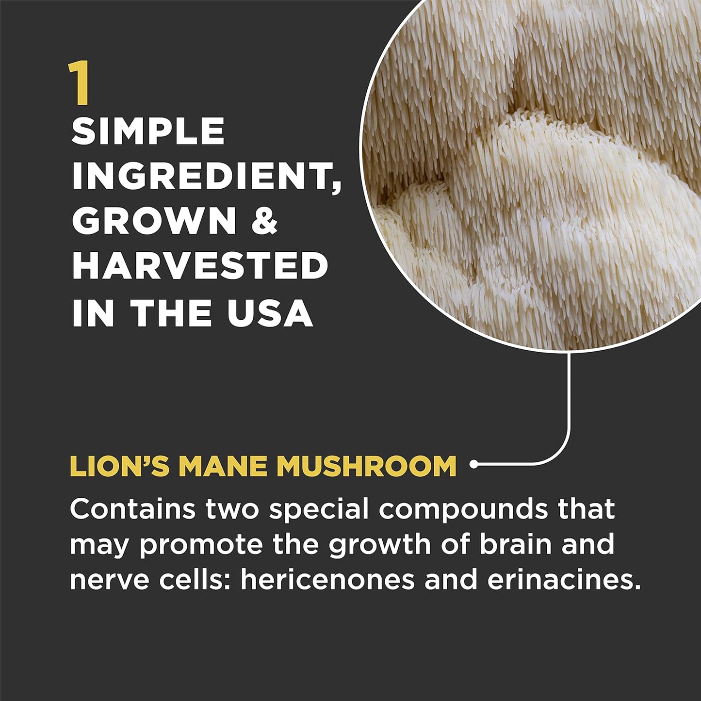 Organic Lion's Mane Mushroom Supplement for Dogs and Cats - USA Made Cognitive Health Formula