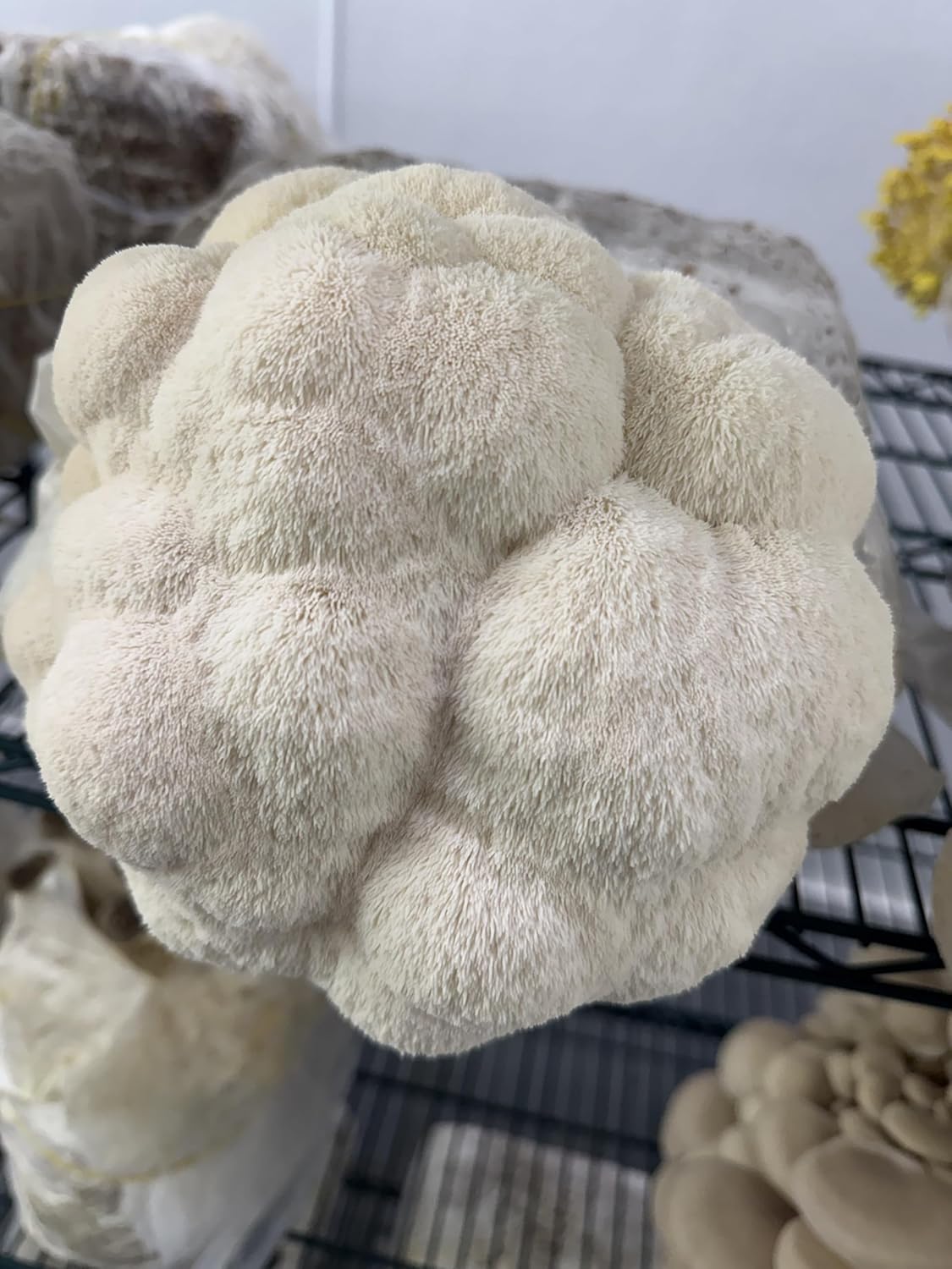 Organic Lion’s Mane Mushroom Tincture for Brain Boost - Memory & Focus Support, Vegan & Gluten-Free Nootropic Supplement for Cognitive Health (2oz)