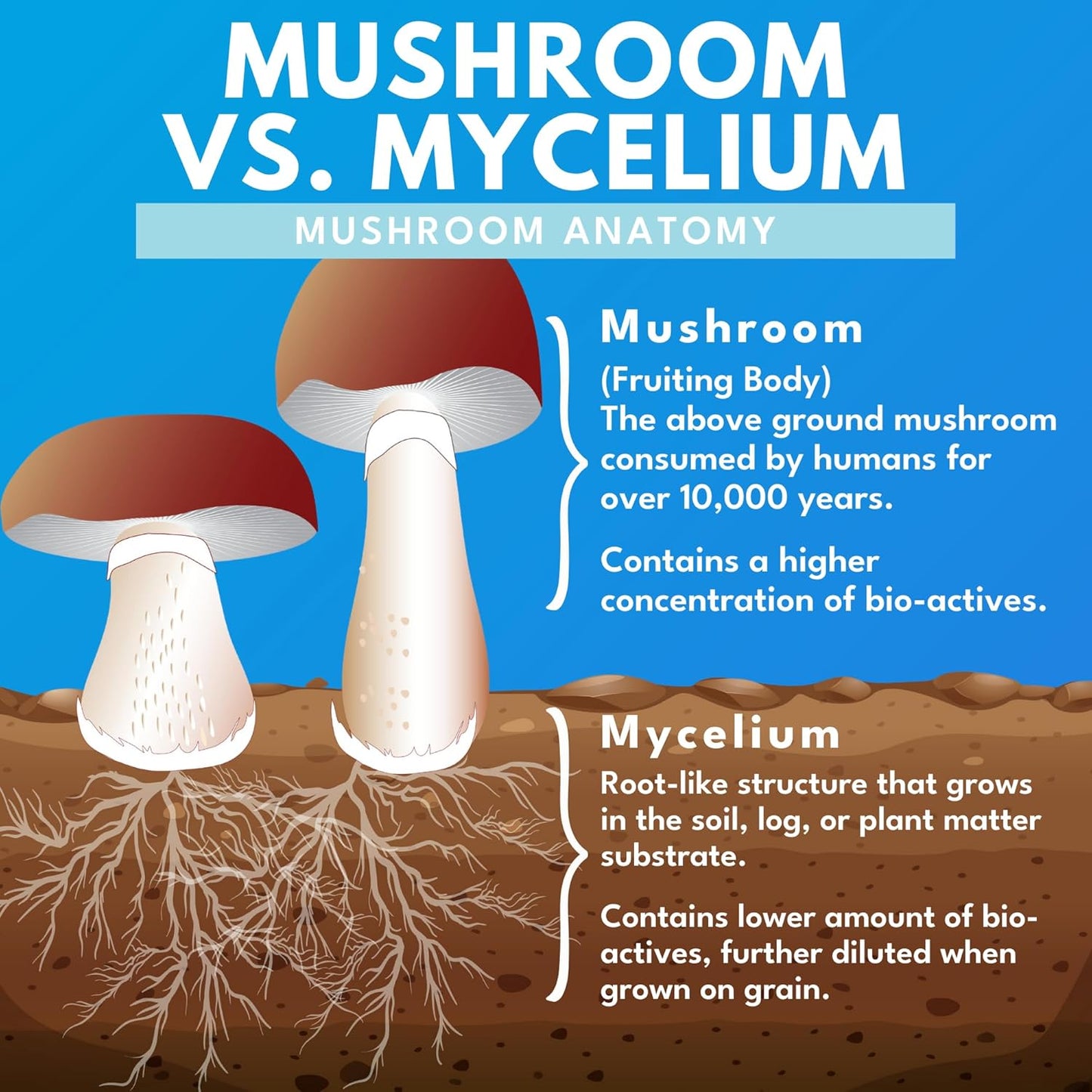 Organic Mushroom Supplement - Immune Support & Wellness - Turkey Tail, Chaga, Reishi, Cordyceps, Maitake, Shiitake - 60 Capsules