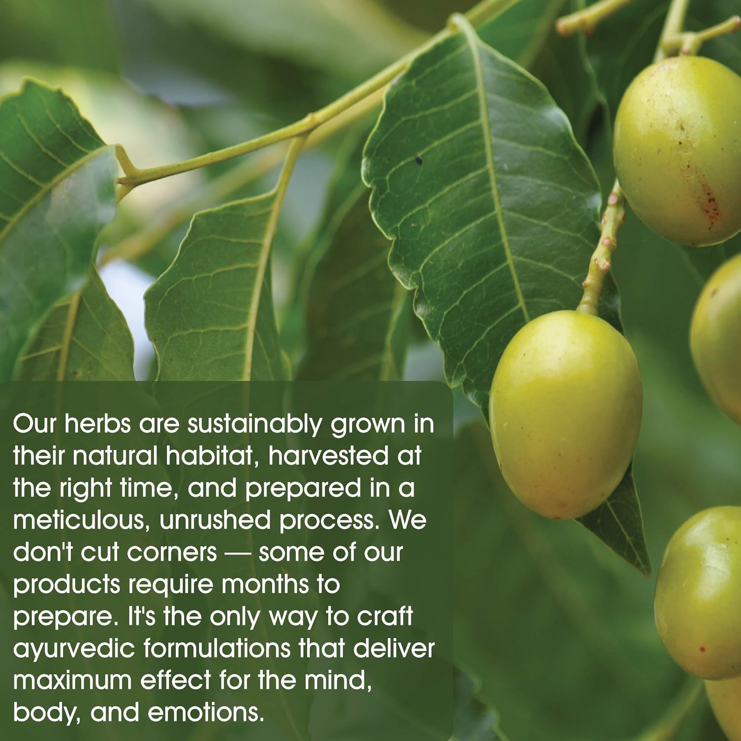 Organic Neem Herbal Supplement Tablets - Blood Purifying & Skin Care Support | Promotes Glowy & Clear Skin | 100% Organic (60 Tablets, 500mg)