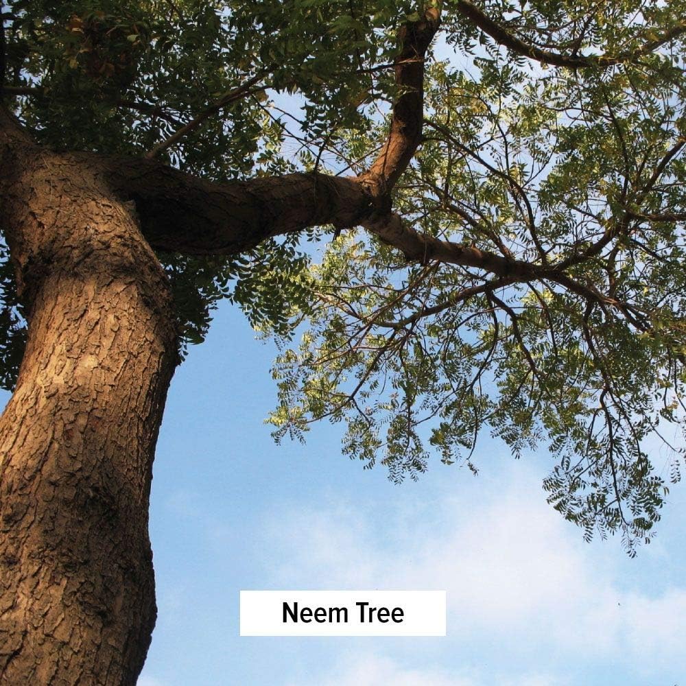 Organic Neem Powder - Purifying Ayurvedic Herb for Healthy Skin & Blood - 1 lb. - Non-GMO Vegan - Fair Trade
