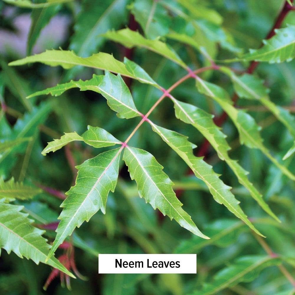 Organic Neem Powder - Purifying Ayurvedic Herb for Healthy Skin & Blood - 1 lb. - Non-GMO Vegan - Fair Trade
