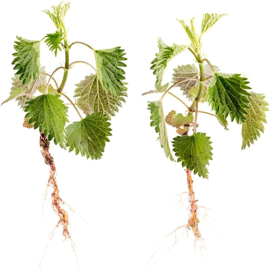 Organic Nettle Root Powder - Health Embassy - Pure and Natural Herbal Supplement (50g)