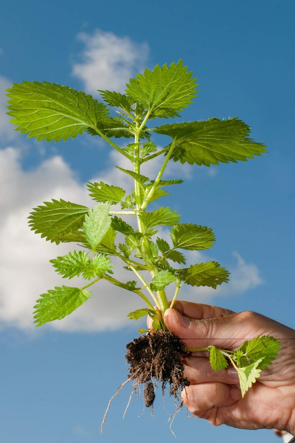 Organic Nettle Root Powder - Health Embassy - Pure and Natural Herbal Supplement (50g)