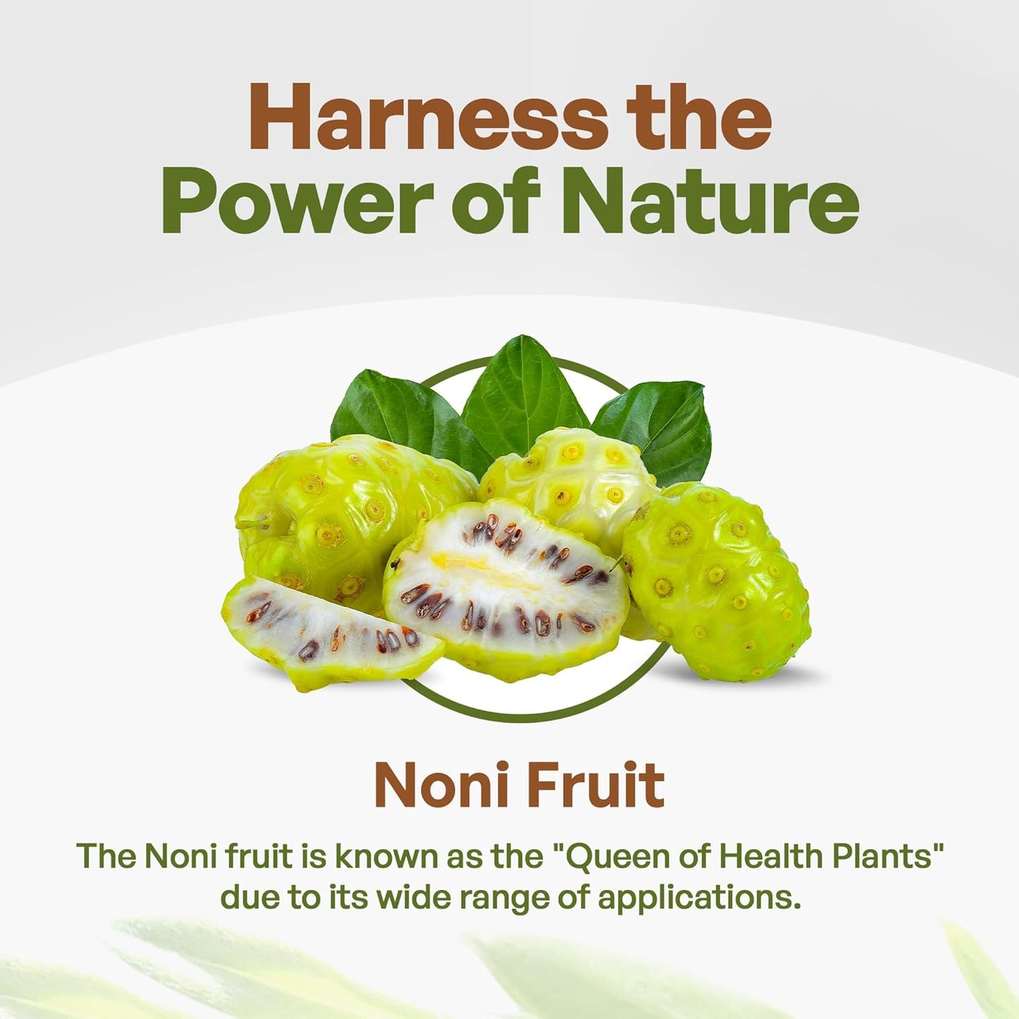 Organic Noni Fruit Powder 5:1 Extract Superfood Supplement 1lb (16 oz) - Go Nutra