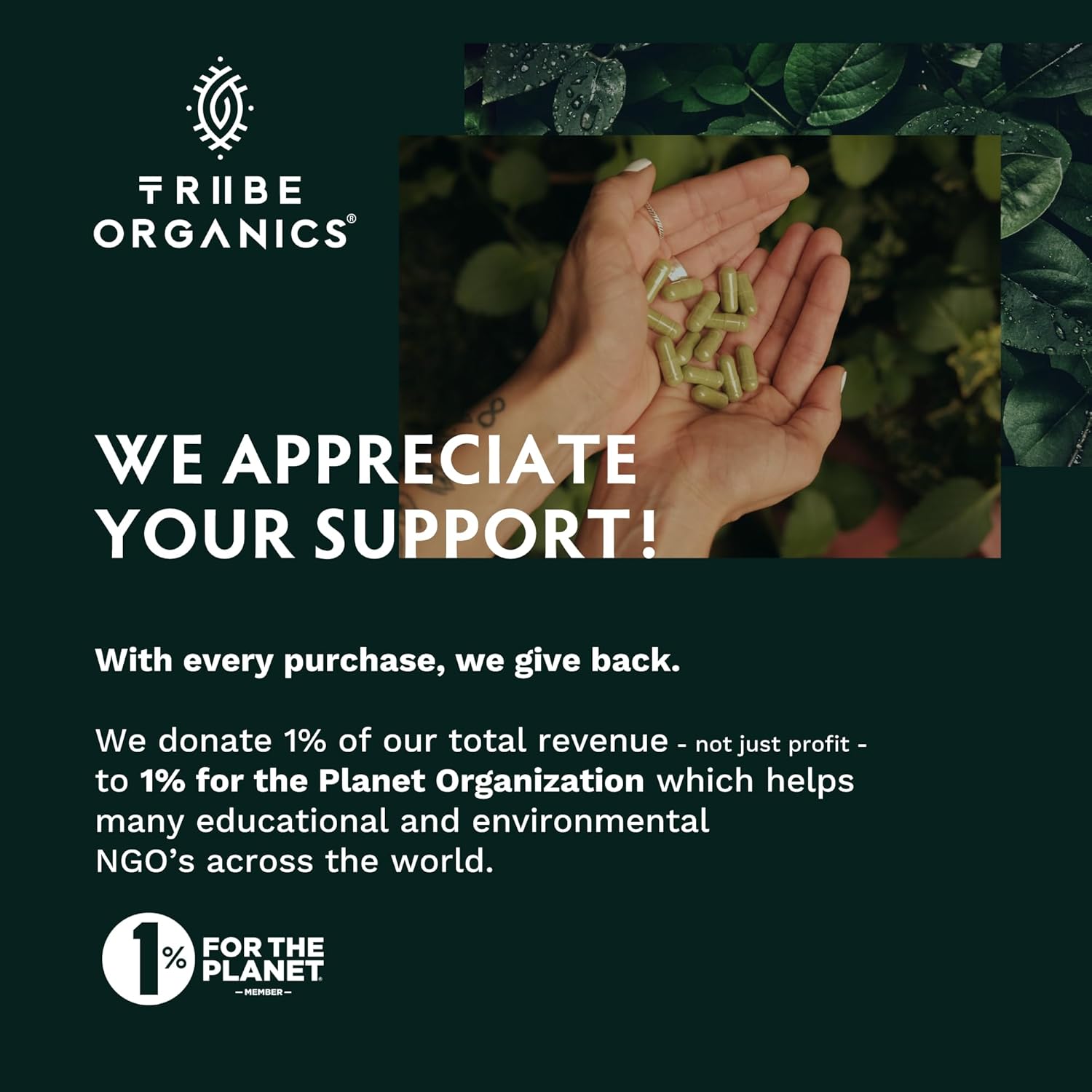 Organic Nootropic Bundle: KSM66 Ashwagandha & Lion's Mane for Focus and Mind Health