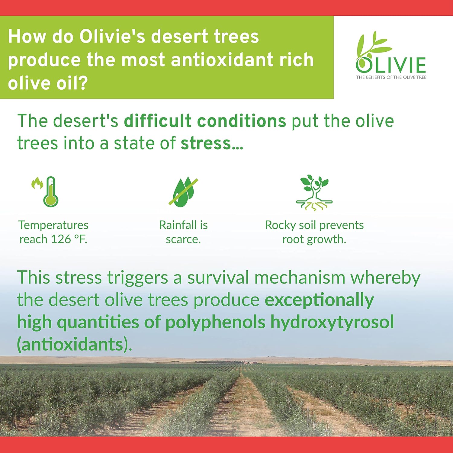 Organic Olive Leaf Extract Capsules for Adults | Olivie Force/Rich Polyphenol Supplement | Antioxidant Health Support | 100 Vegetal Capsules