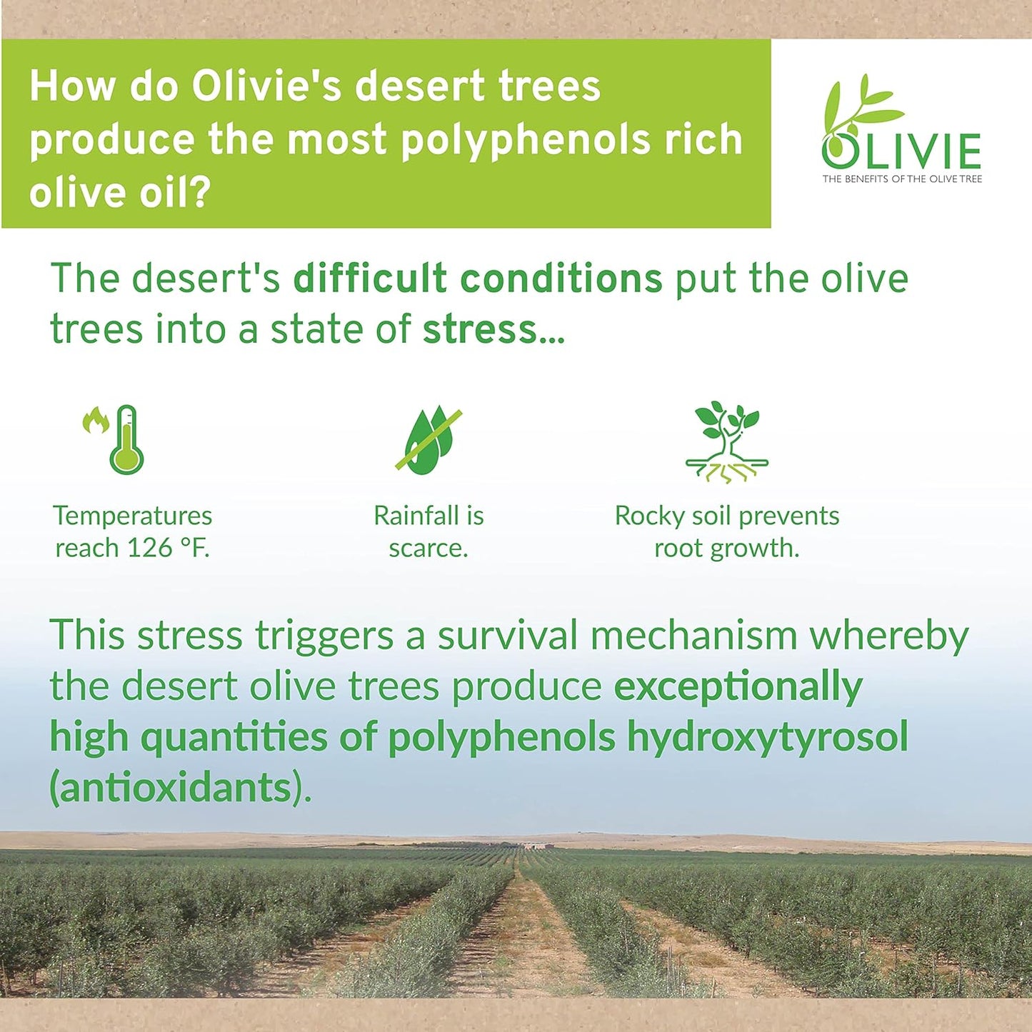 Organic Olive Leaf Extract Capsules with Antioxidant Polyphenols for Immune Support and Skin Health