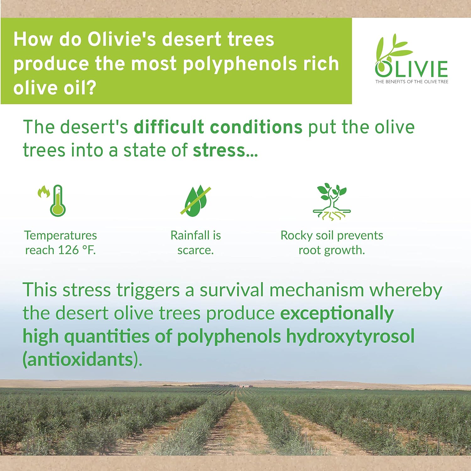 Organic Olive Leaf Extract Capsules with Antioxidant Polyphenols for Immune Support and Skin Health