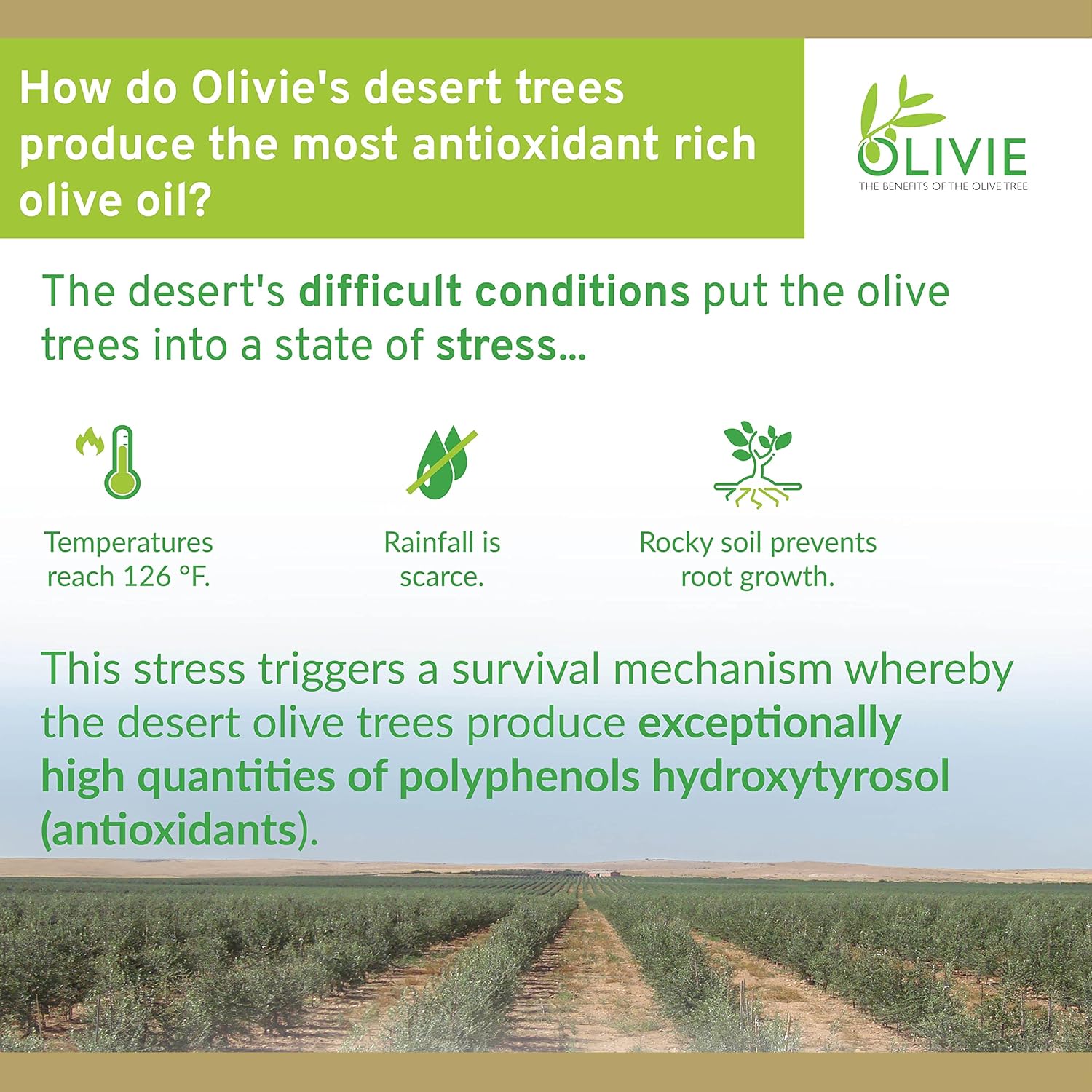 Organic Olivie Olive Leaf Extract Capsules with Antioxidant Polyphenols - Hydroxytyrosol & Oleuropein for Anti Aging - 40 Capsules