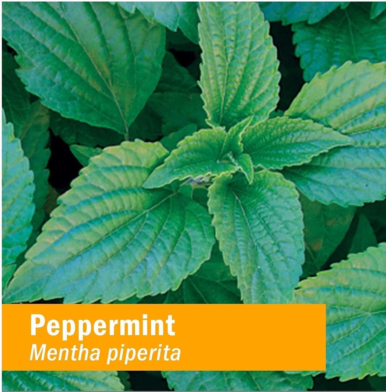 Organic Peppermint Spirits Liquid Extract for Digestive Support - 4 Ounce Bottle