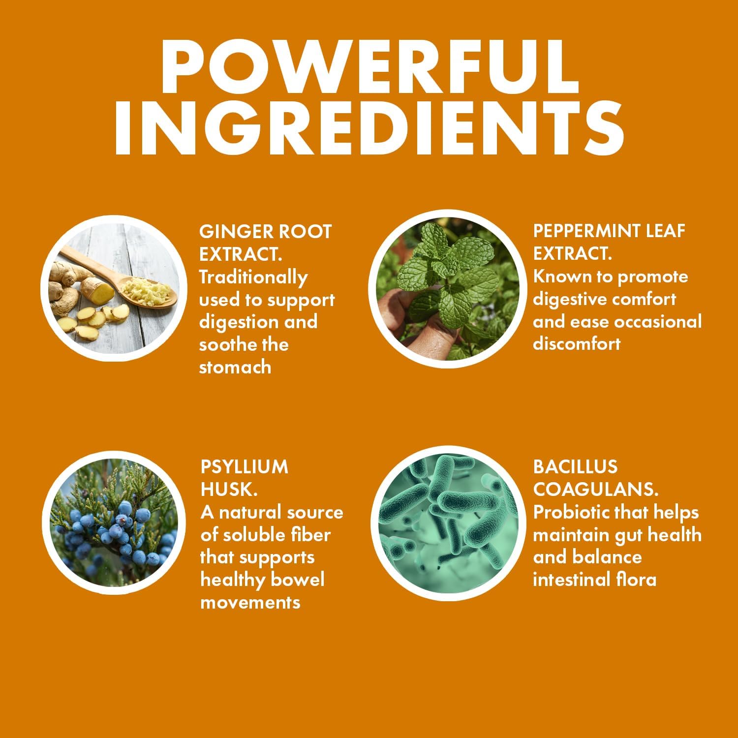 Organic Probiotics Colon Optimizer Supplement for Gut Health - Digestive Support with Ginger and Peppermint, 30 Capsules x 4 Pack for Men and Women