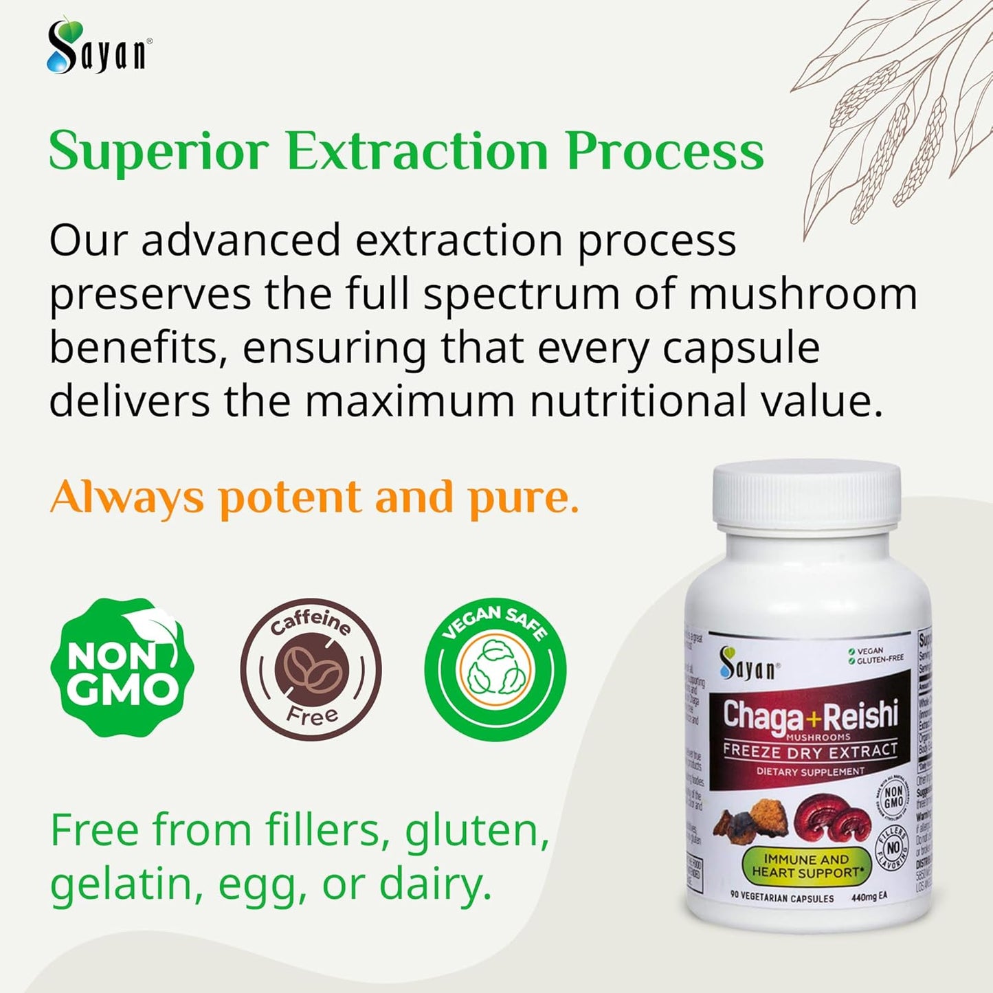 Organic Reishi and Siberian Chaga Mushroom Extract Capsules - Immune System Support and Energy Boost - Wild-Harvested Antioxidant Blend - 90 Capsules