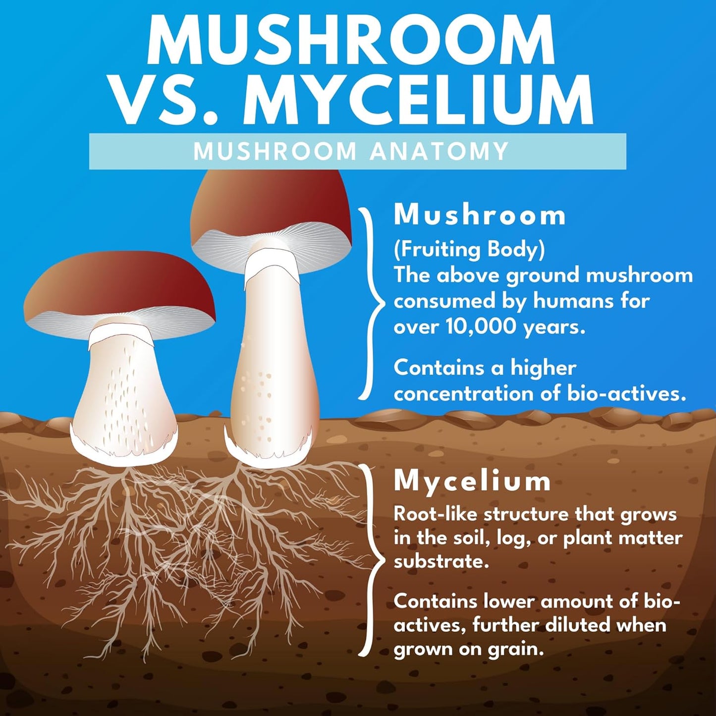 Organic Reishi Mushroom Capsules - 100% Fruiting Body Extract for Immune Support - Vegan & Concentrated - 60 Capsules