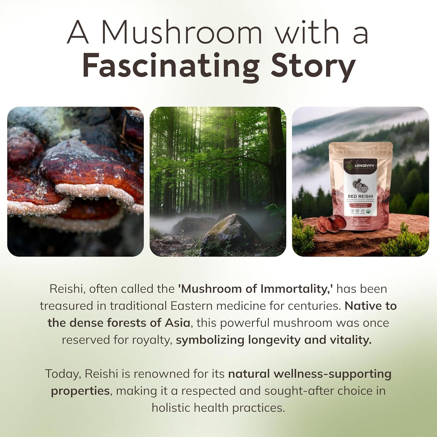 Organic Reishi Mushroom Powder - Immune Support Supplement - Stress Relief & Sleep Aid - 100% Fruiting Body - 100g