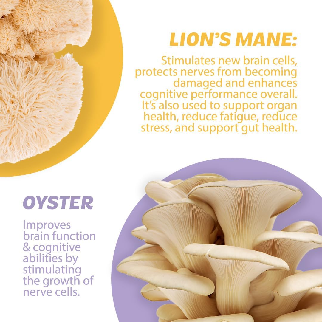 Organic Spicy Pineapple Nootropic Brain Supplement with Lion's Mane, Cordyceps, Reishi Mushrooms & Caffeine - 50 Servings