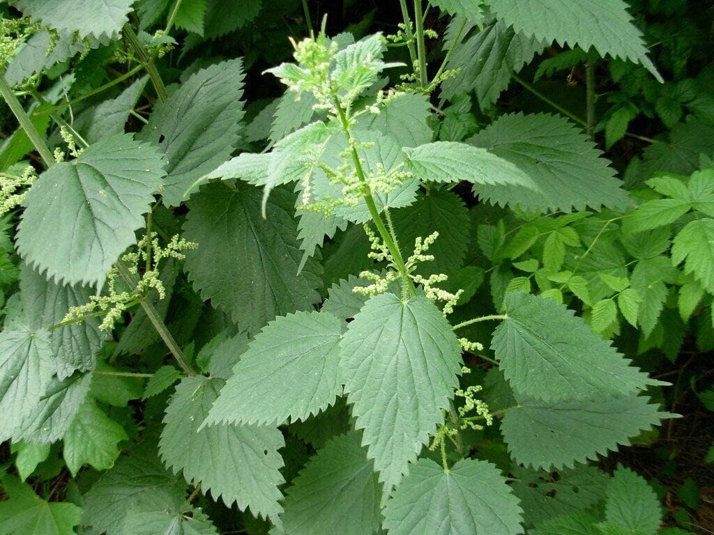 Organic Stinging Nettle (Urtica Dioica) Seeds - Pack of 100 by OrginBud