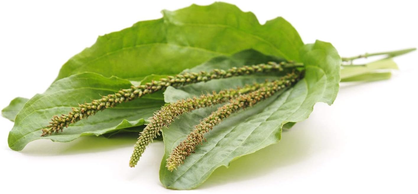 Organic Whole Psyllium Husks - 8 oz - Non-GMO, Vegan, Keto Friendly, Raw, Unsweetened - Rich in Fiber