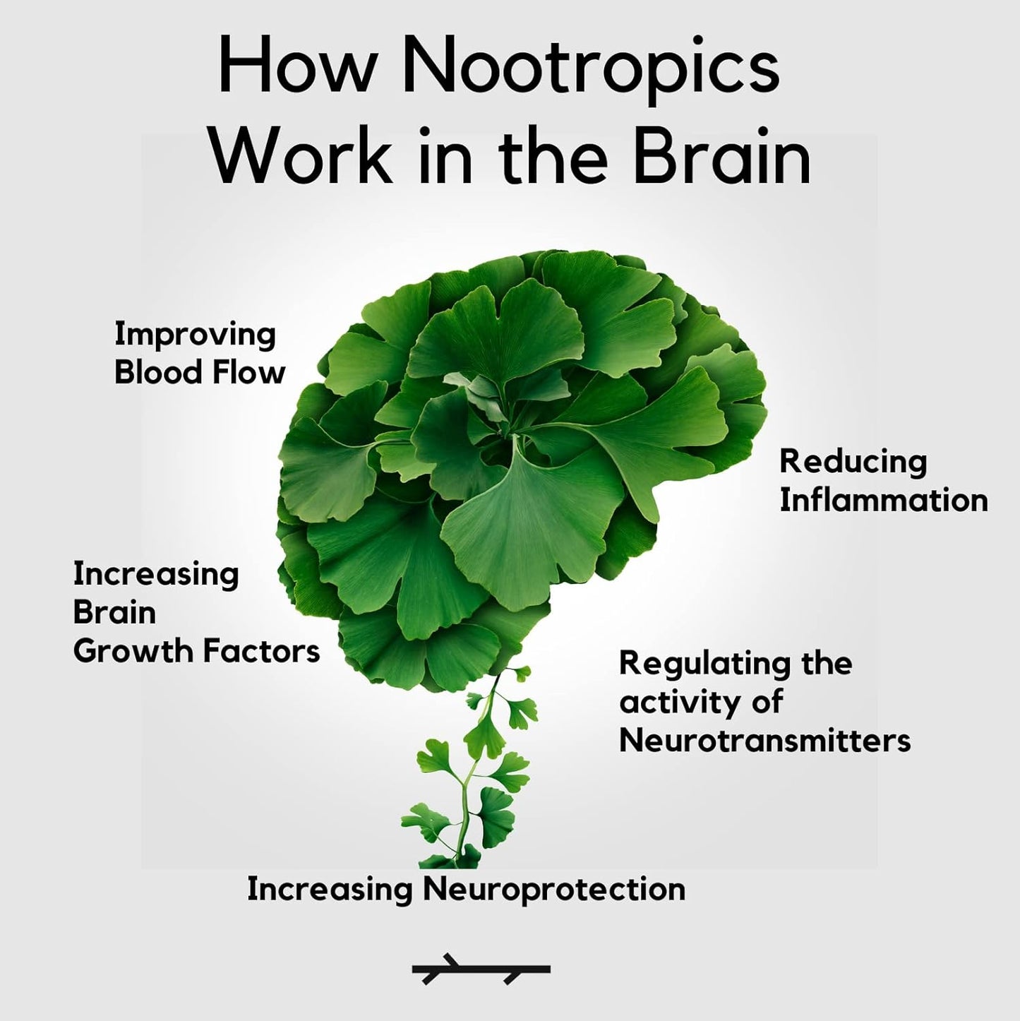 Palo Focus Nootropic Supplement for Memory, Focus, and Cognition - 60 Capsules with Ginkgo Biloba, Bacopa, and Ashwagandha