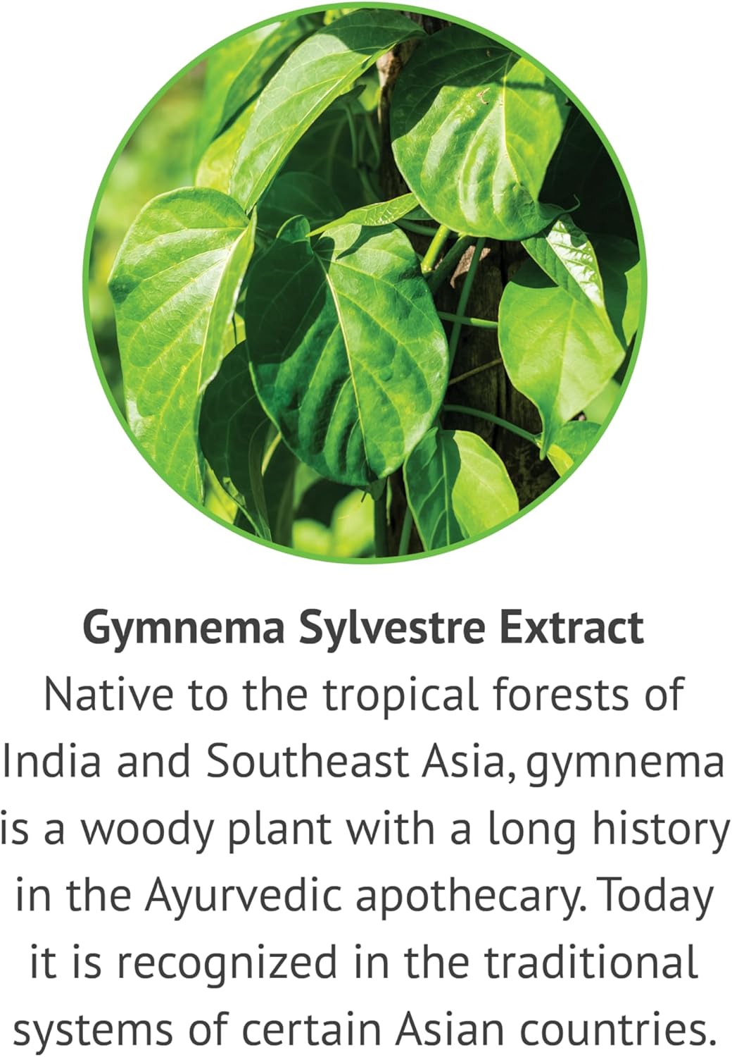 Passion Flower, Rosemary Leaf, & Gymnema Sylvestre Extracts Bundle for Daily Wellness - Sleep, Immune Support, Focus - 1 fl. Oz. Each