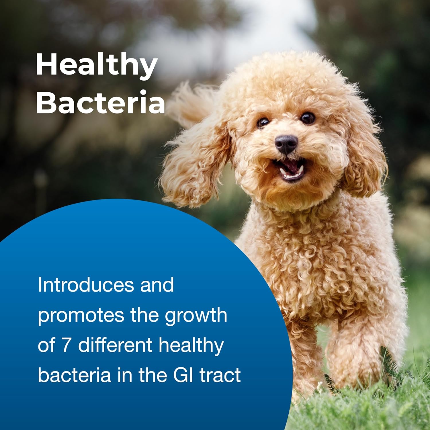 PetAg Bene-Bac Plus Powder - 1 lb with FOS & Probiotics for Dogs, Cats, Exotic & Wildlife Mammals