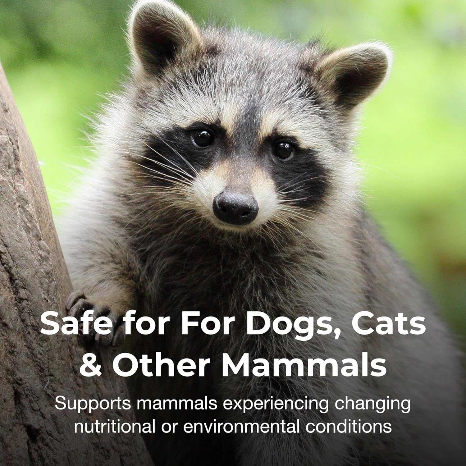 PetAg Pet-Ag Bene-Bac Plus Powder for Dogs, Cats, Exotic & Wildlife Mammals - 4.5 oz with FOS & Probiotics